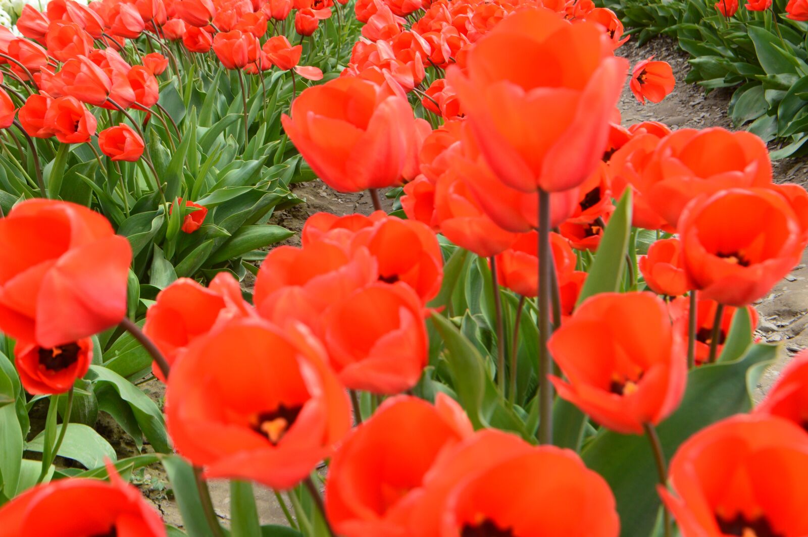 Nikon D3200 sample photo. Tulips, flower of tulip photography