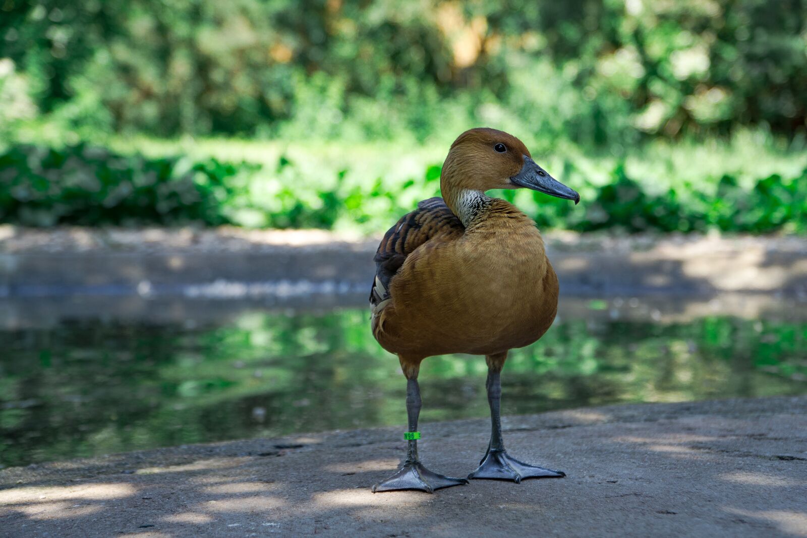 Sony a6000 + Sony E PZ 18-105mm F4 G OSS sample photo. Zoo, bird, animal photography