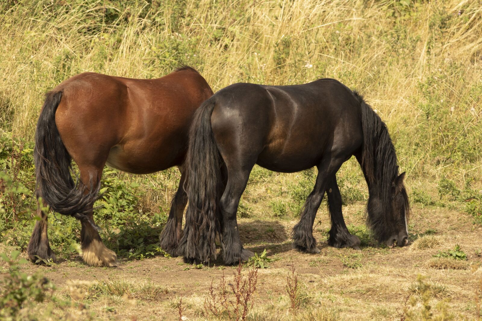 150-600mm F5-6.3 DG OS HSM | Contemporary 015 sample photo. Horses, stable, animal photography