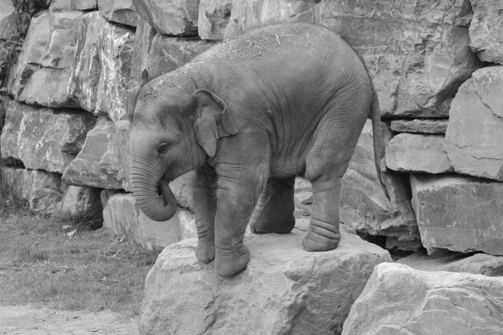 Nikon D5200 sample photo. Elephant, trunk, animal photography