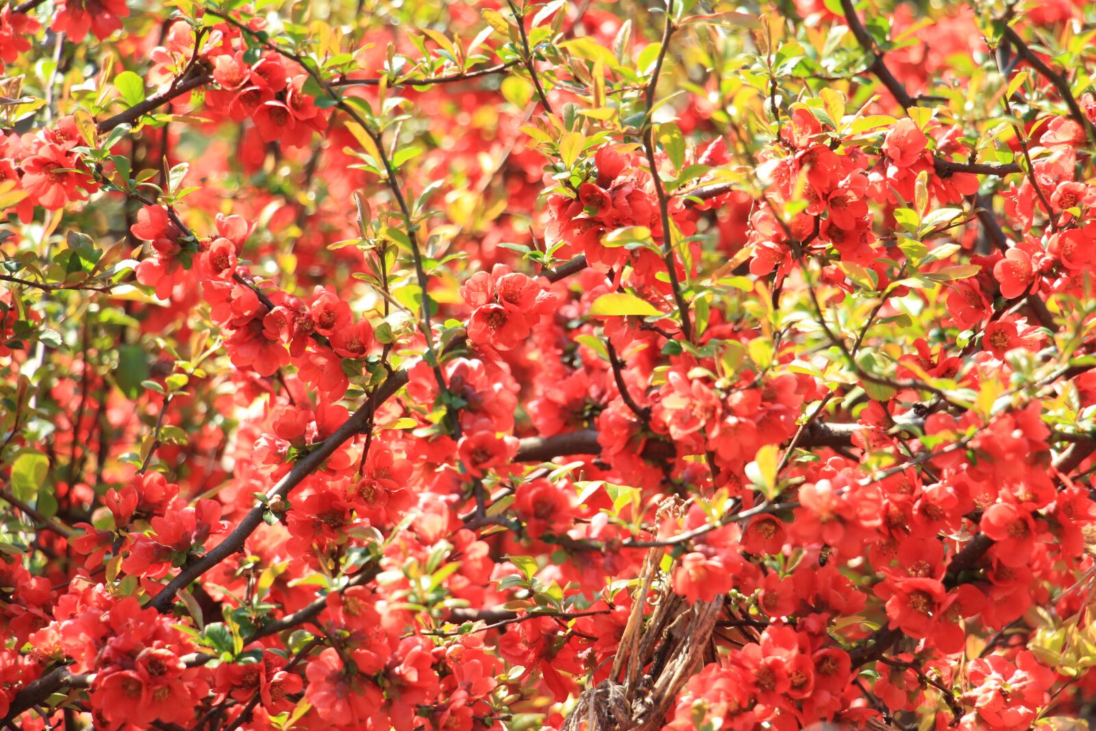Canon EOS 700D (EOS Rebel T5i / EOS Kiss X7i) sample photo. Flowers, summer, red photography
