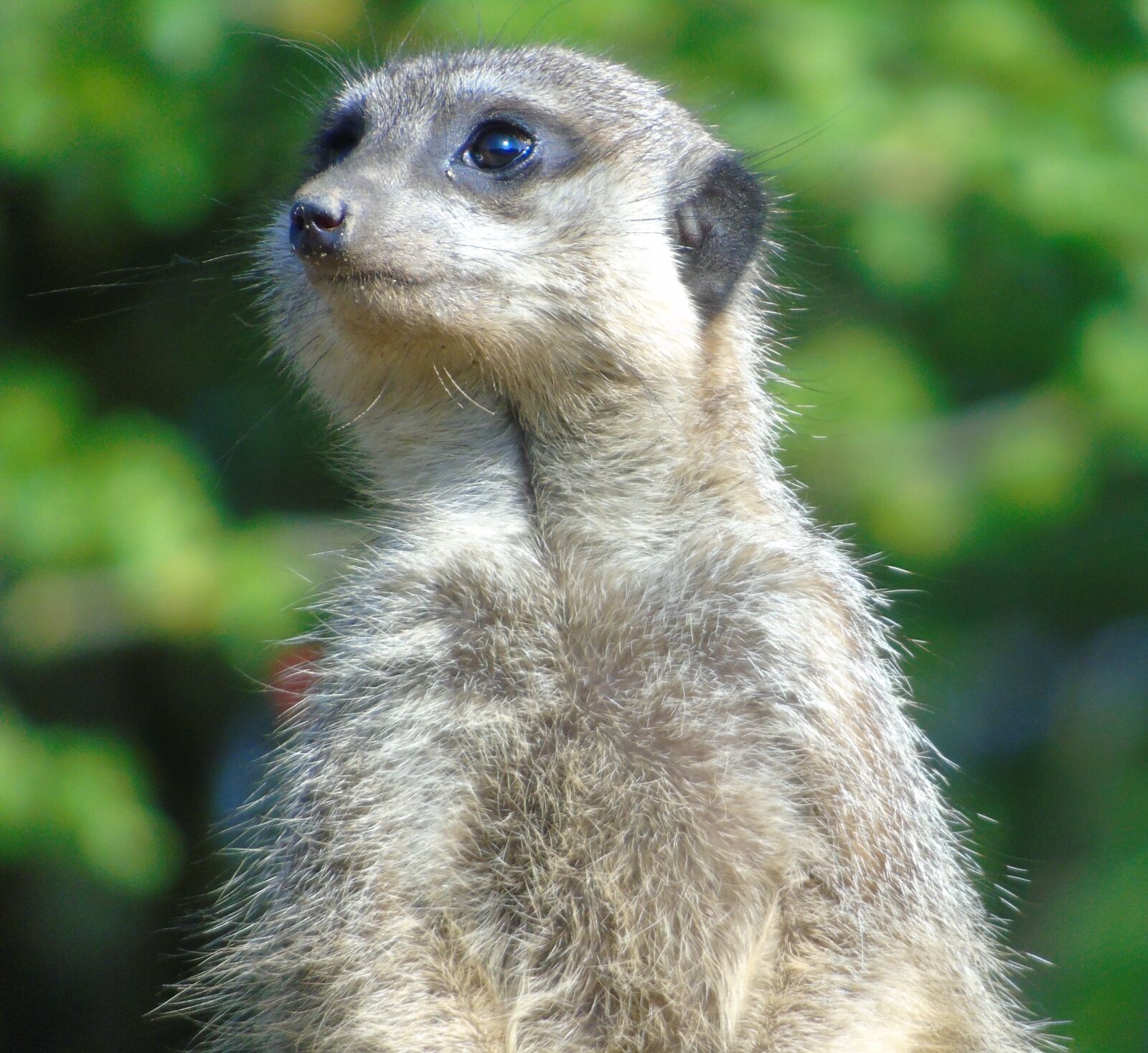 Sony Cyber-shot DSC-H400 sample photo. Wildlife, meerkat, mammal photography