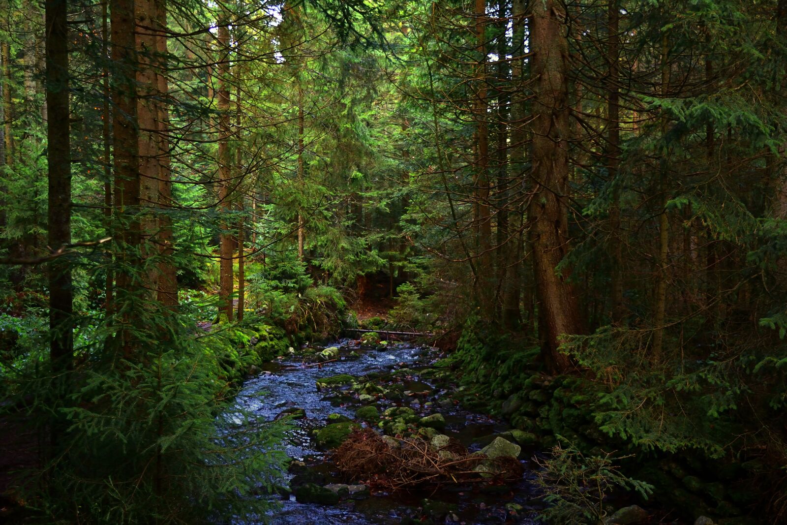 Nikon D5200 sample photo. Forest, river, nature photography