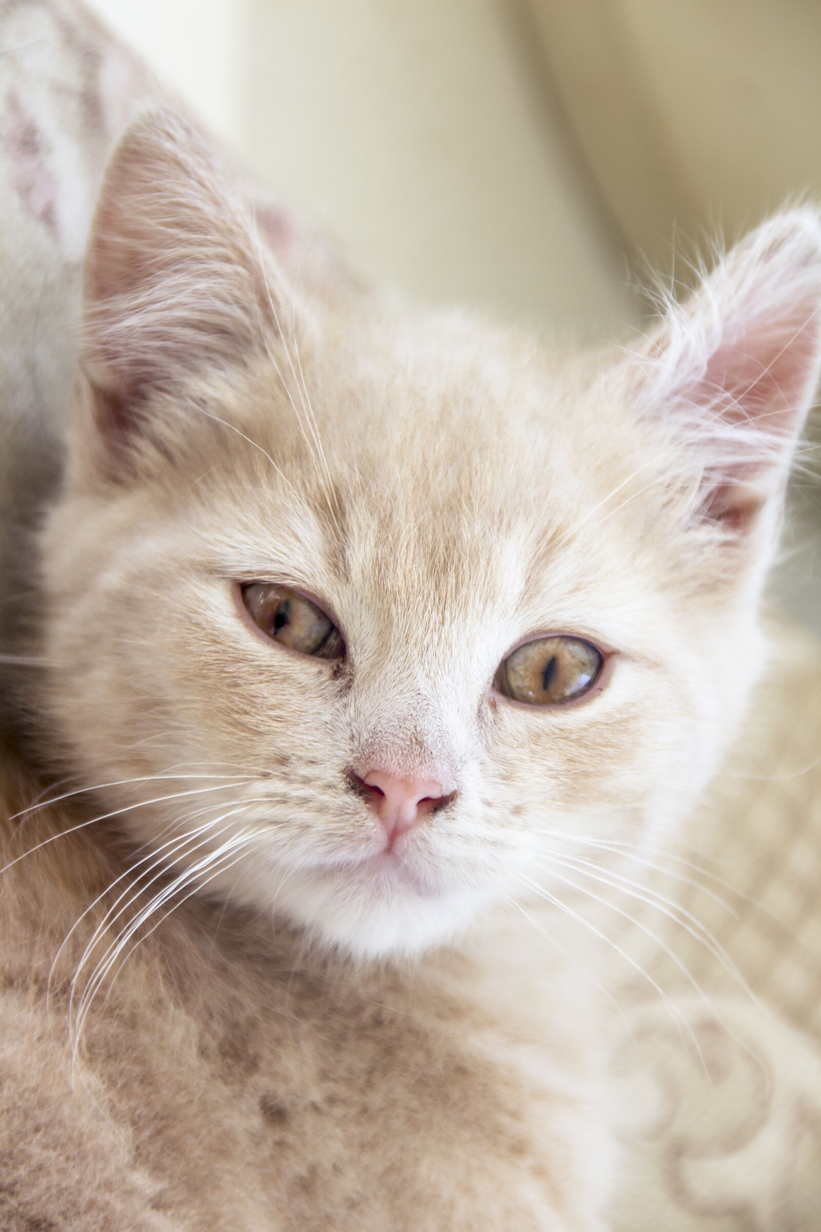 Canon EOS 600D (Rebel EOS T3i / EOS Kiss X5) sample photo. Cat, kitten, cute photography