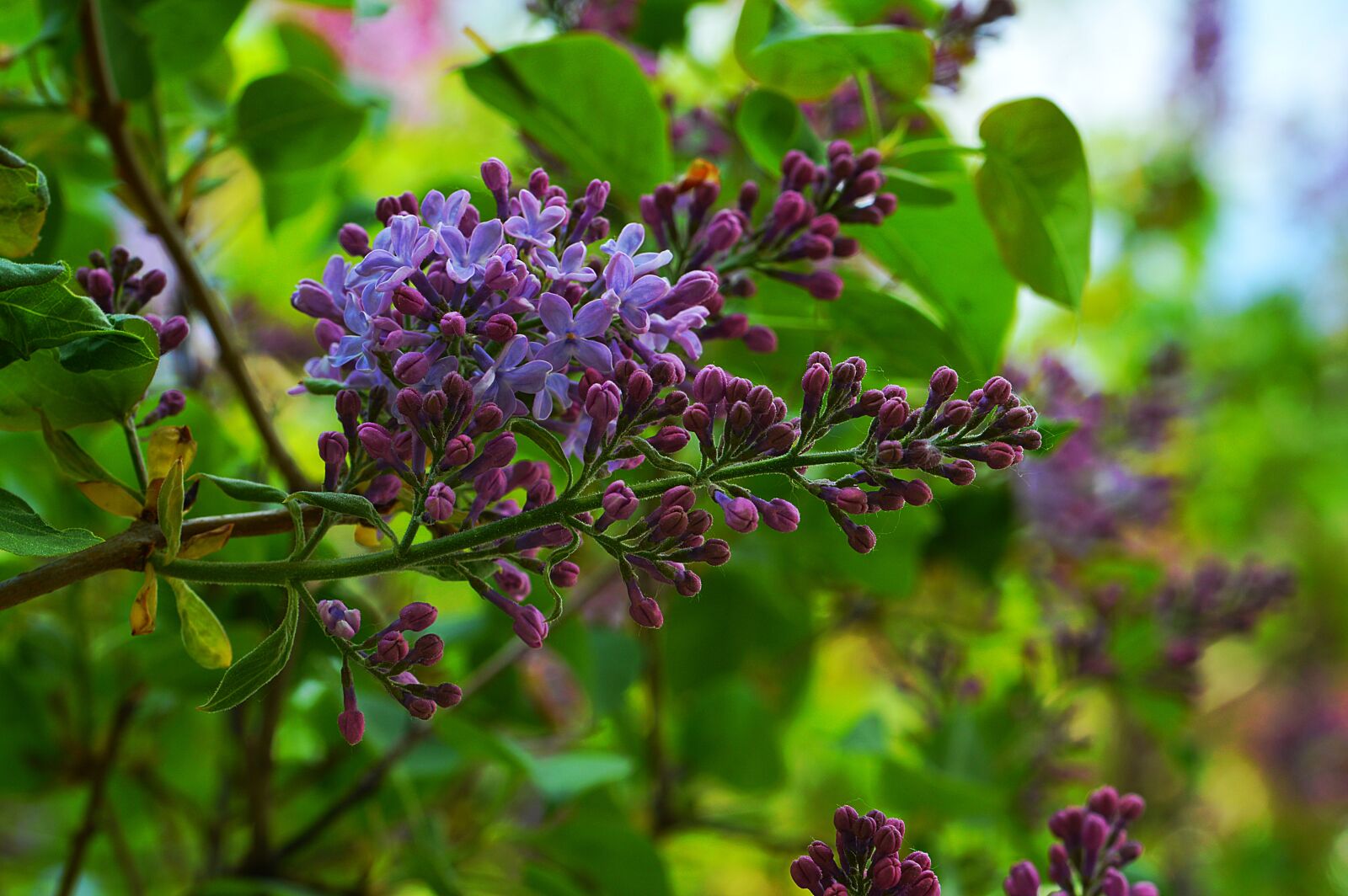 Nikon D3200 sample photo. Lilac, plant, flower photography