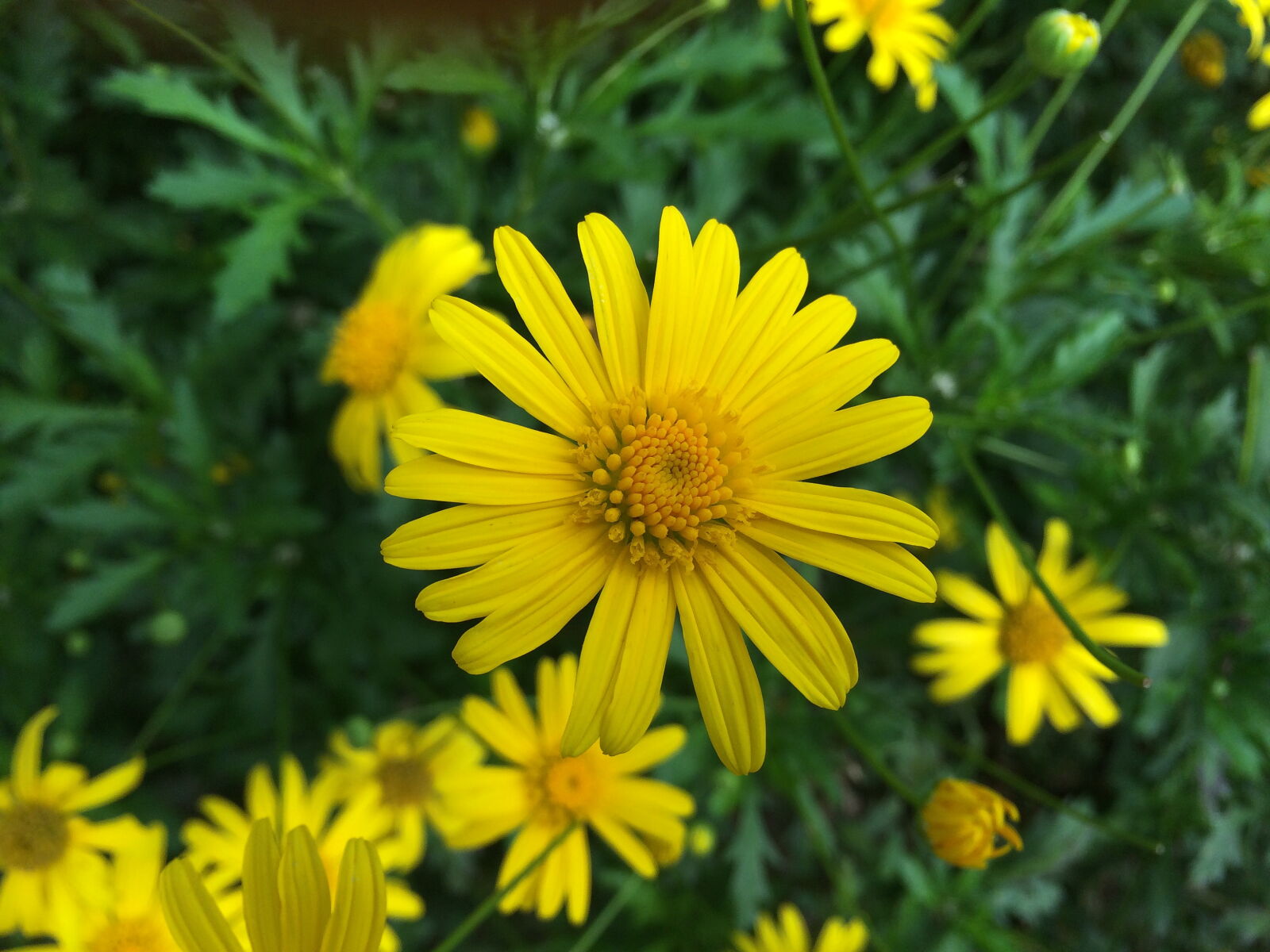 iPhone 5s back camera 4.15mm f/2.2 sample photo. Blooming, blur, bright, buds photography