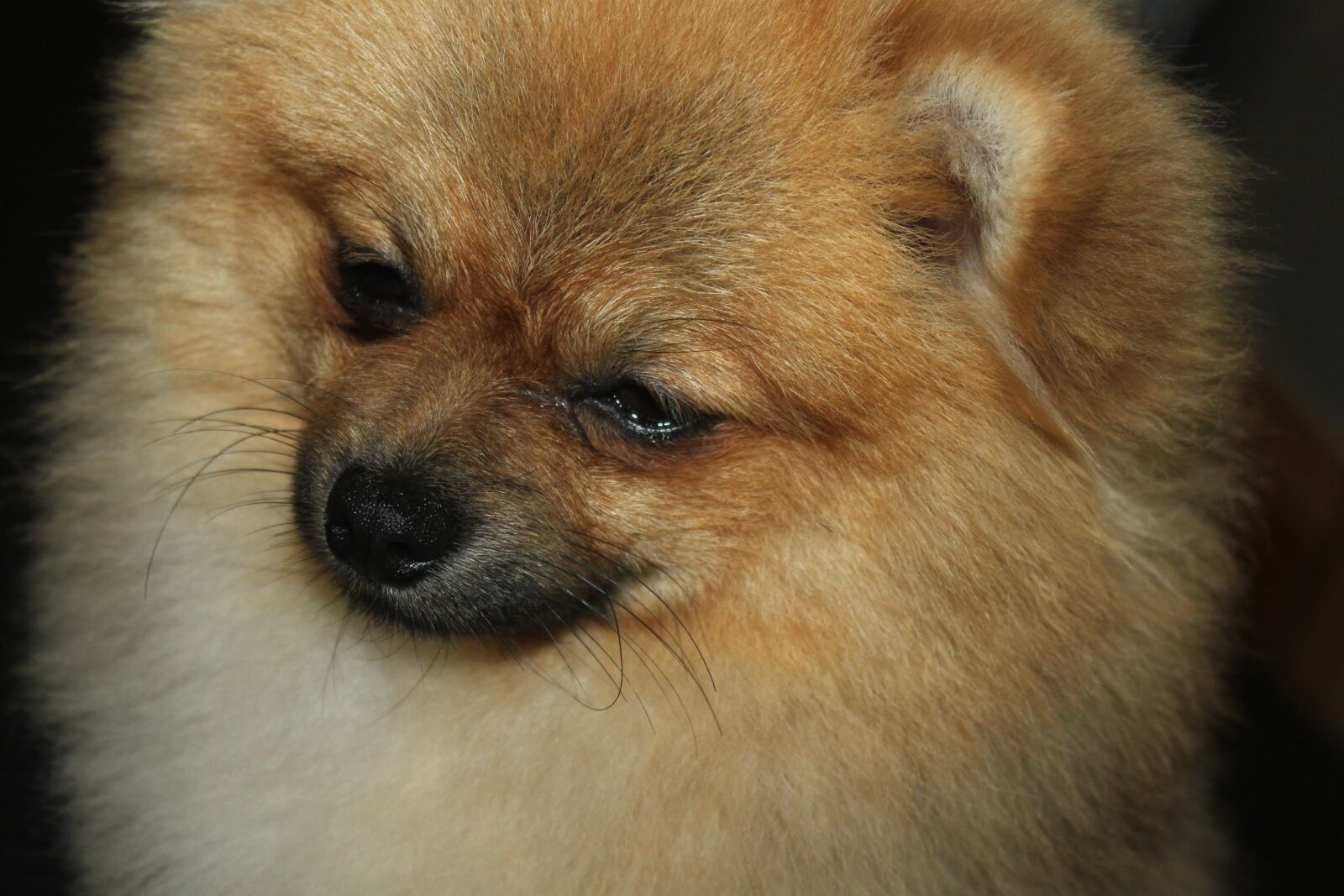 Canon EOS 500D (EOS Rebel T1i / EOS Kiss X3) sample photo. Animals, spitz miniature, pomeranian photography