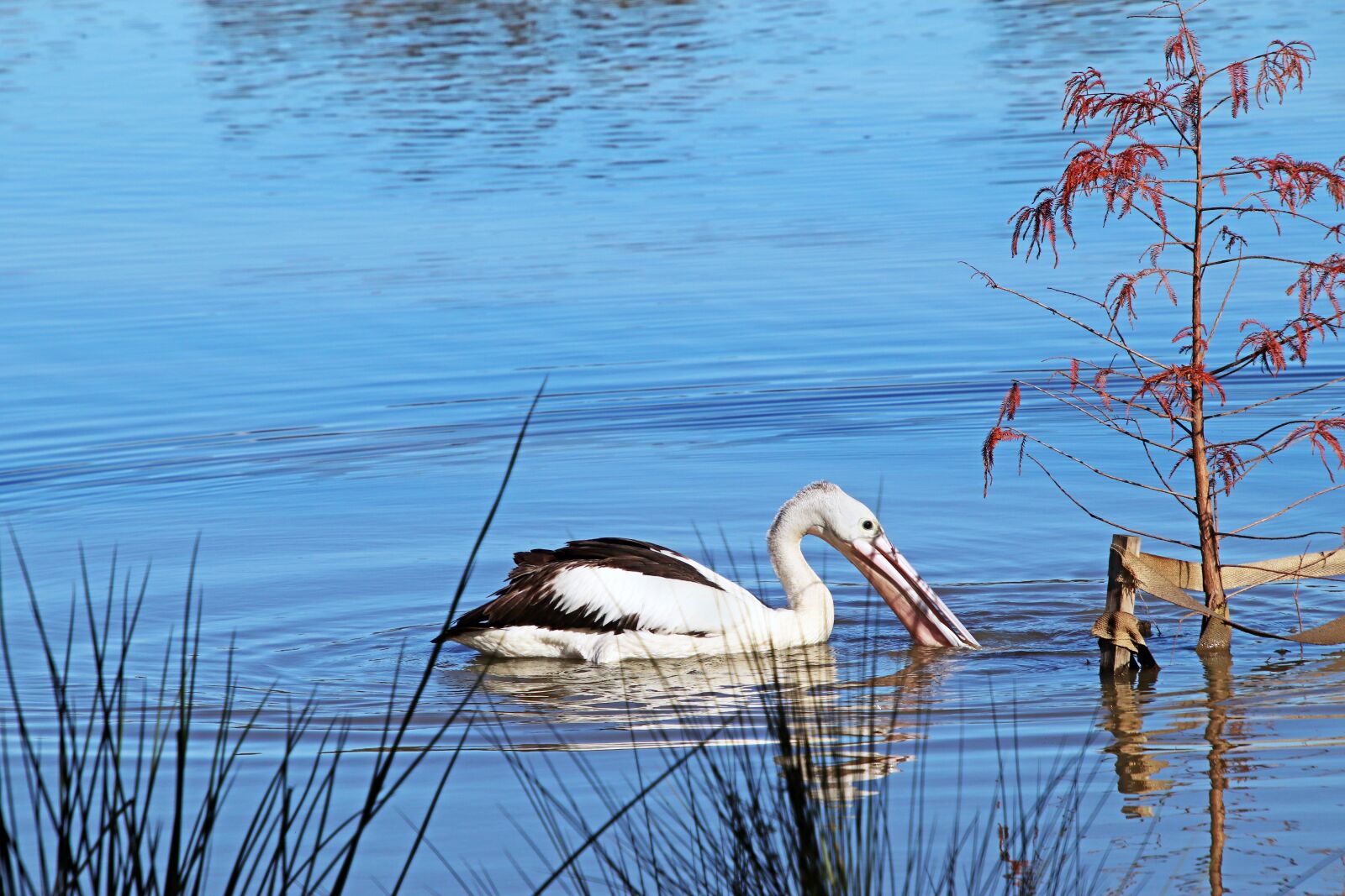 Canon EOS 800D (EOS Rebel T7i / EOS Kiss X9i) sample photo. Bird, pelican, swimming photography