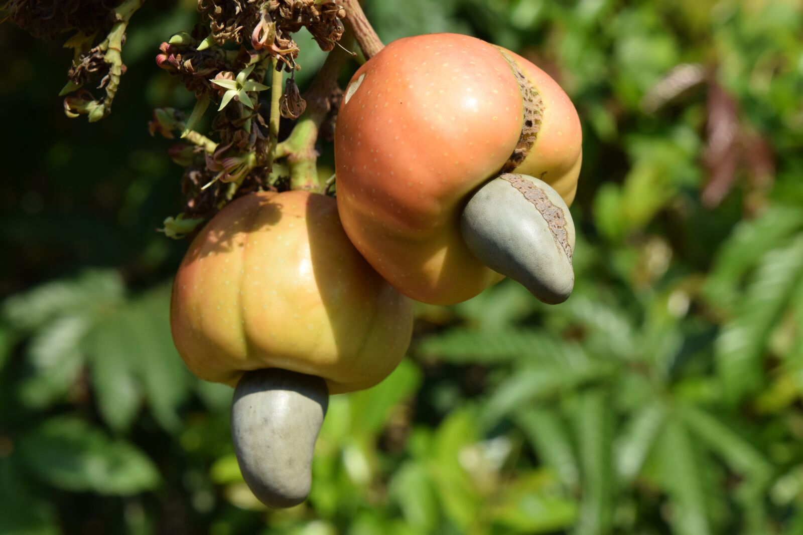 Nikon D5300 sample photo. Cashew, nature, nut photography