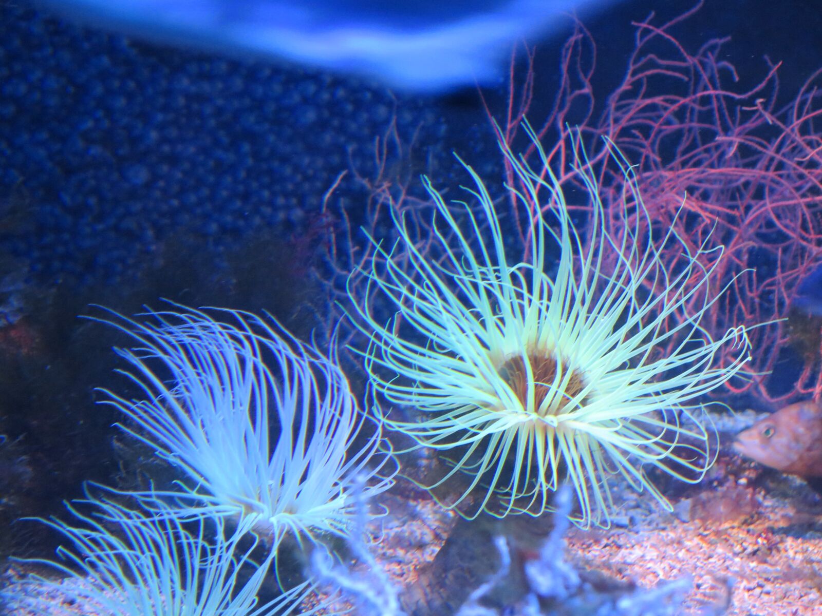 Canon PowerShot G16 sample photo. Aquarium, monaco, anemone photography