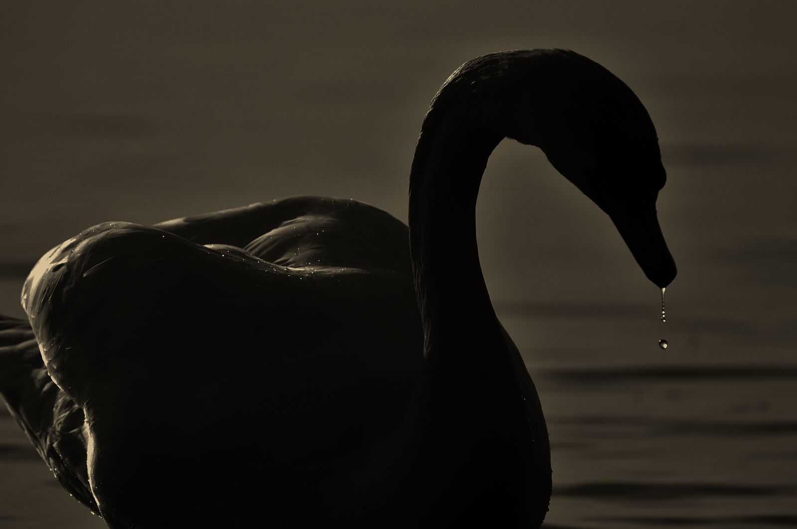 Nikon D3200 sample photo. Swan, silhouette, drop of photography