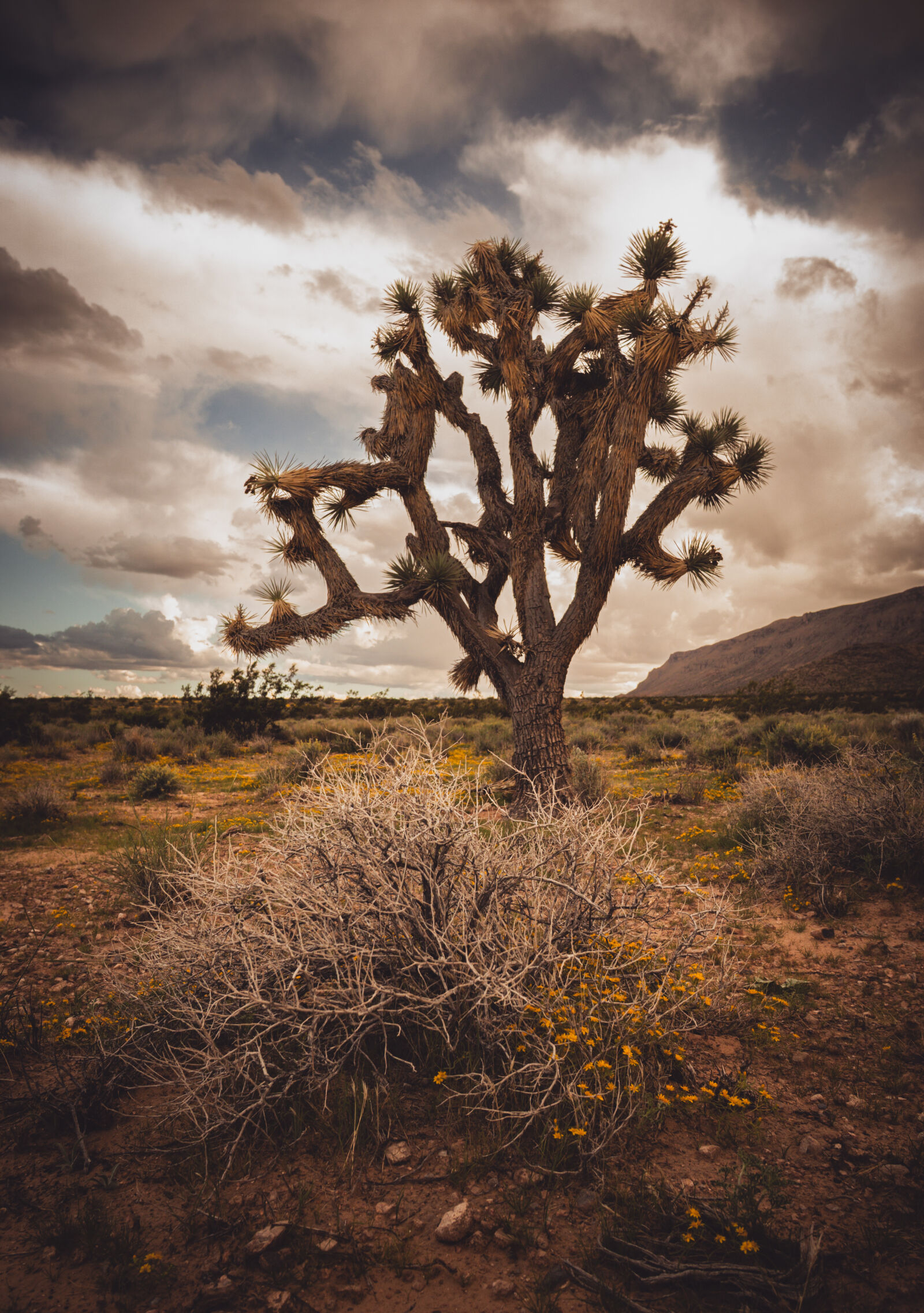 Canon EOS RP sample photo. Desert shrub - las photography