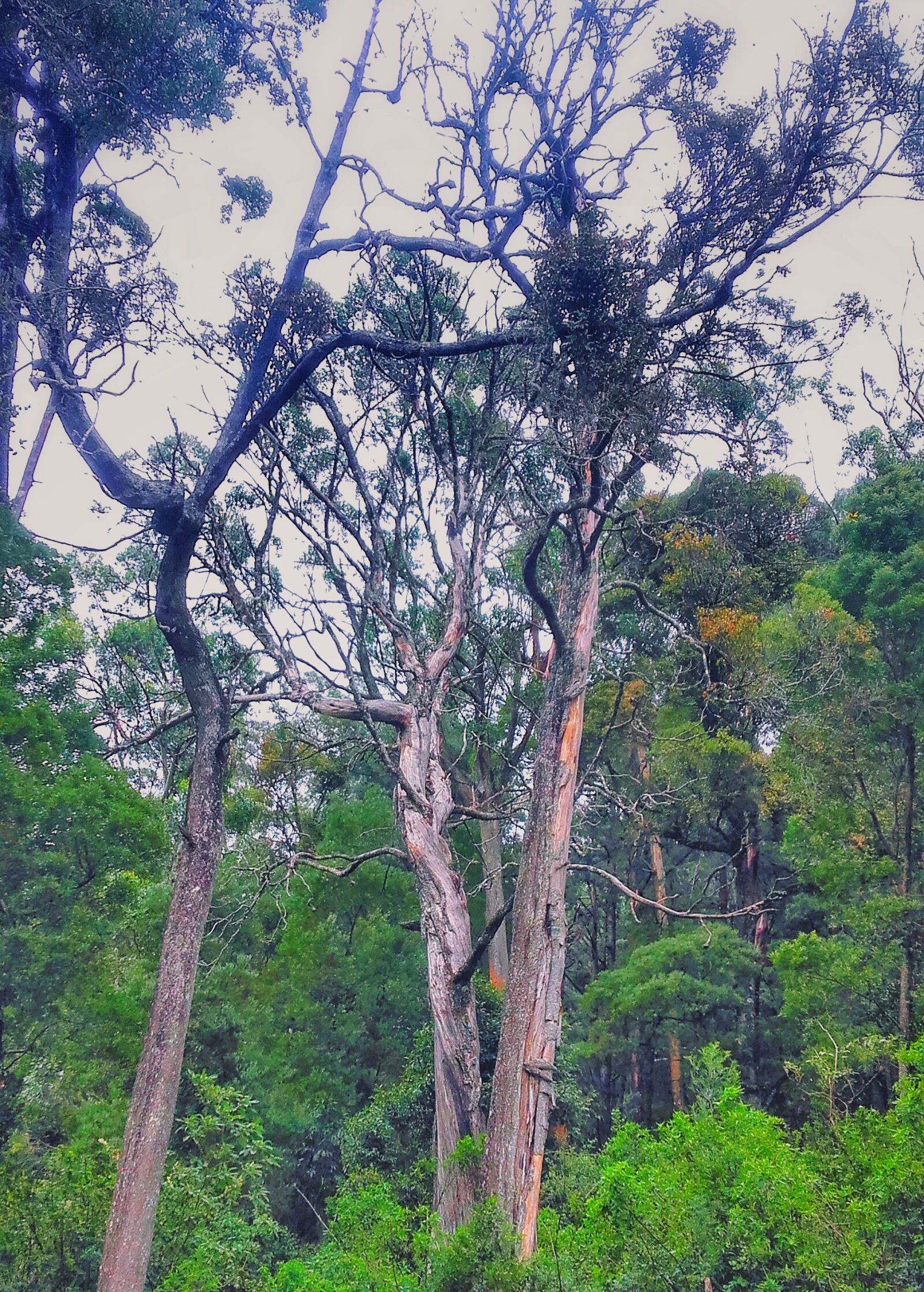 Samsung Galaxy Grand Prime sample photo. Green, rainforest, tree photography