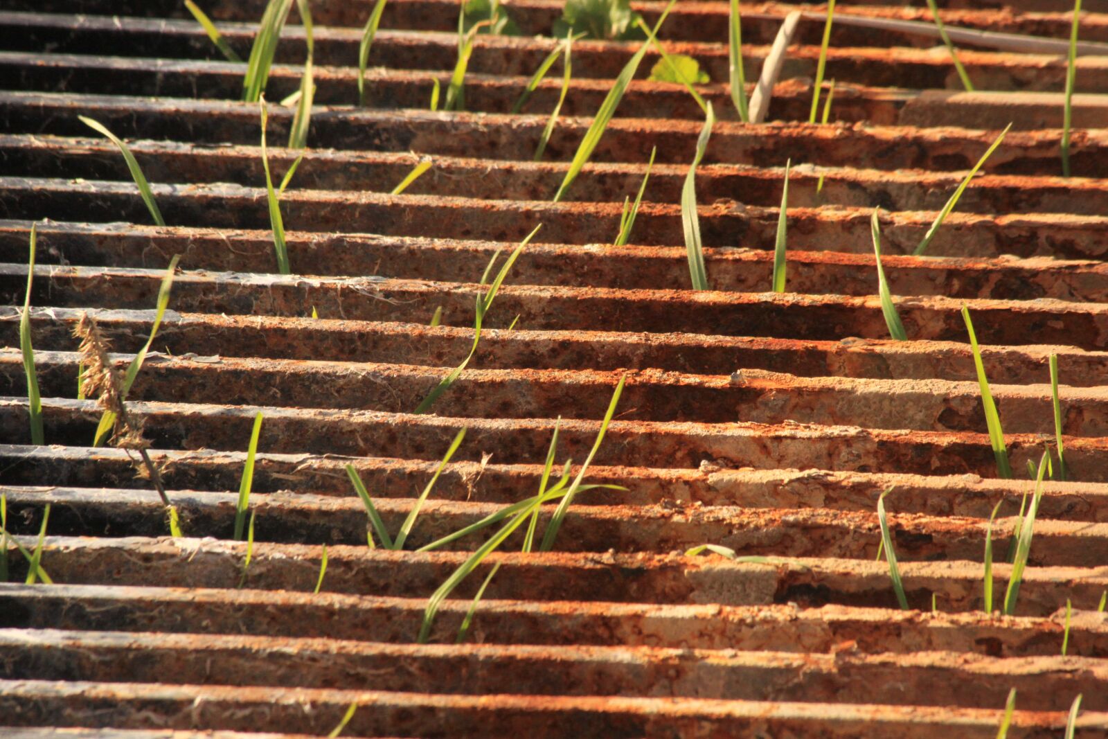Canon EOS 50D sample photo. Bars, grass, oxide photography