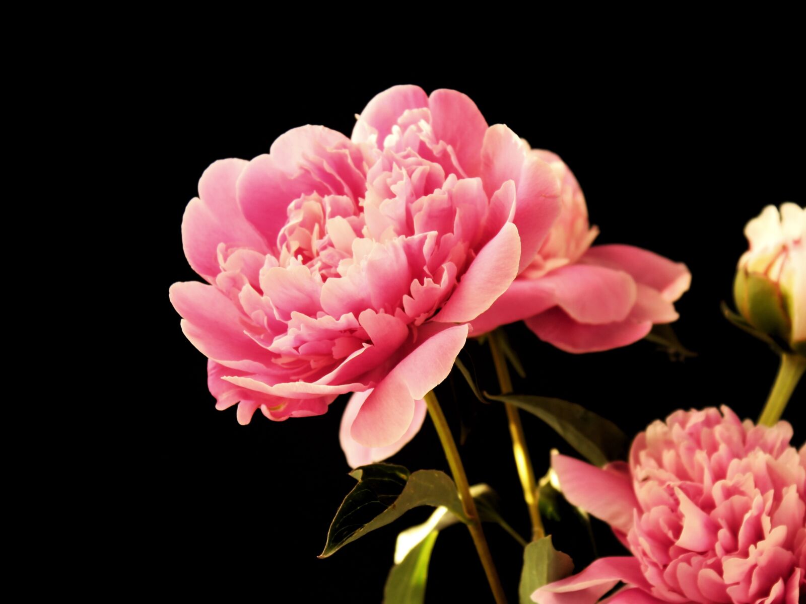 Canon EOS 1300D (EOS Rebel T6 / EOS Kiss X80) sample photo. Peony, peony bouquet, blumebn photography