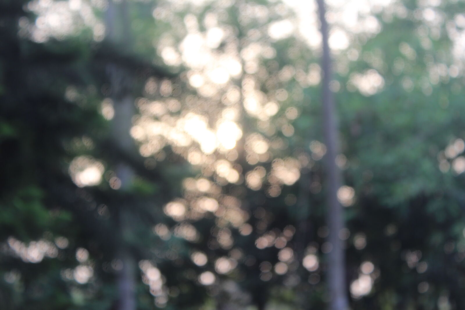 Canon EOS 600D (Rebel EOS T3i / EOS Kiss X5) sample photo. Bokeh, nature photography