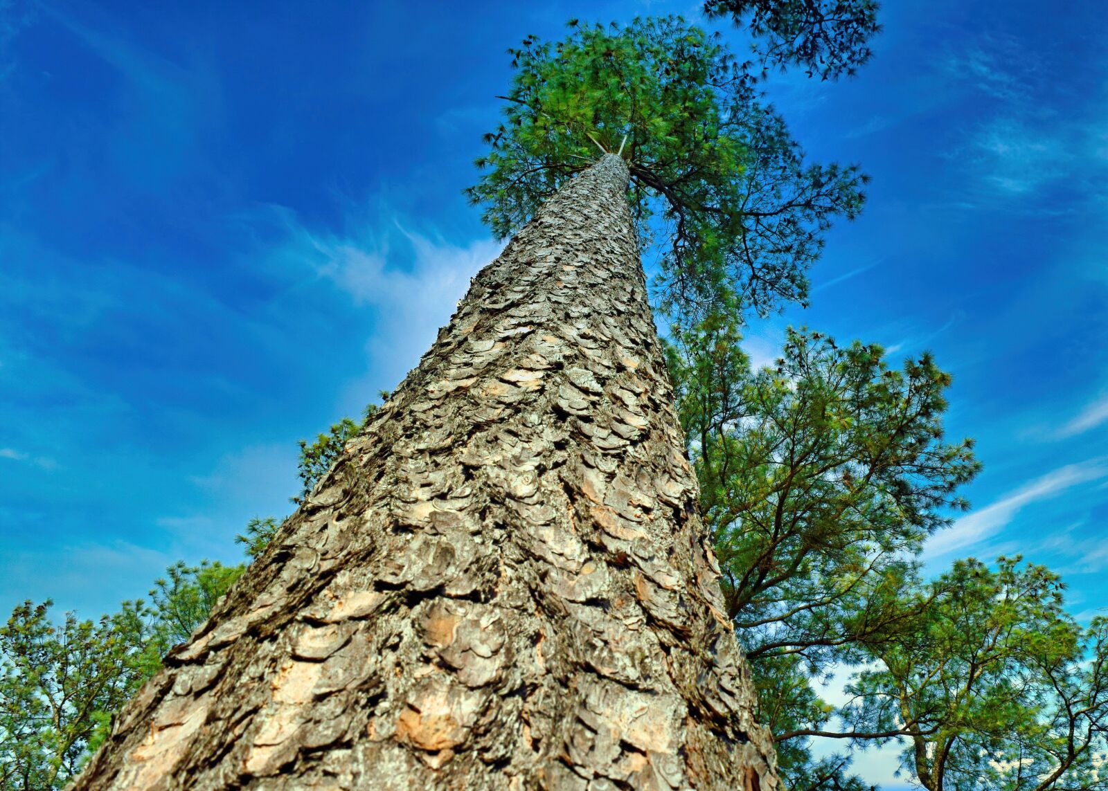 Nikon D3300 sample photo. Evergreen, pine, tree photography