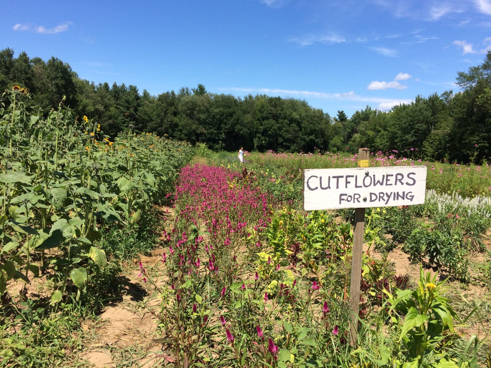 iPhone 5s back camera 4.15mm f/2.2 sample photo. Farm, massachusetts, summer photography