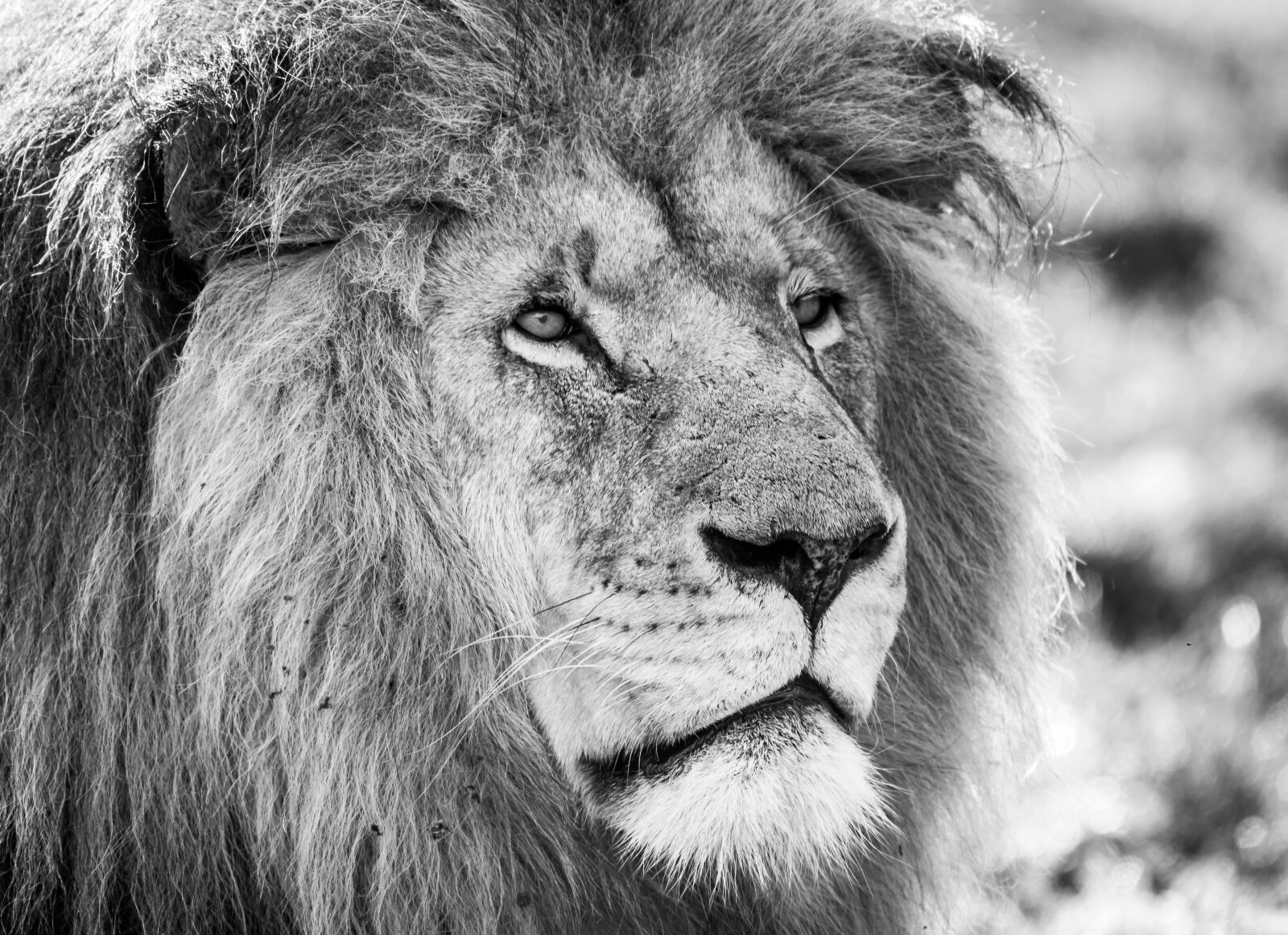 Nikon D750 sample photo. Lion, black white, predator photography