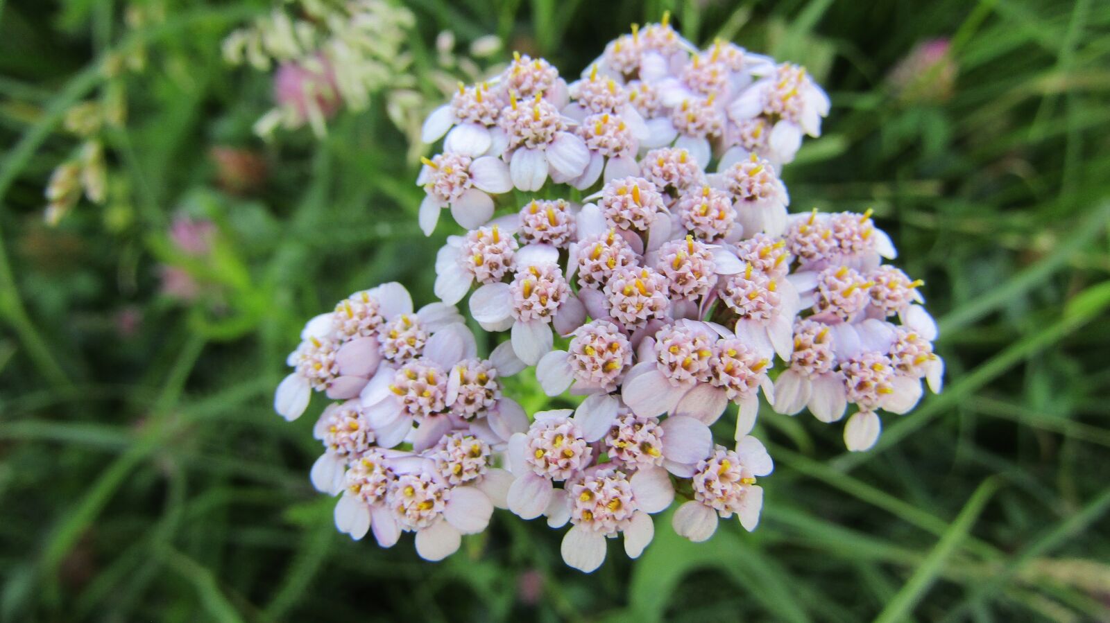 Canon POWERSHOT SX432 IS sample photo. Nature, country, scenic photography