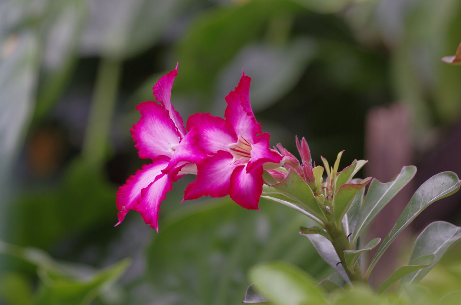 Pentax K-5 sample photo. Flowers, garden, nature photography