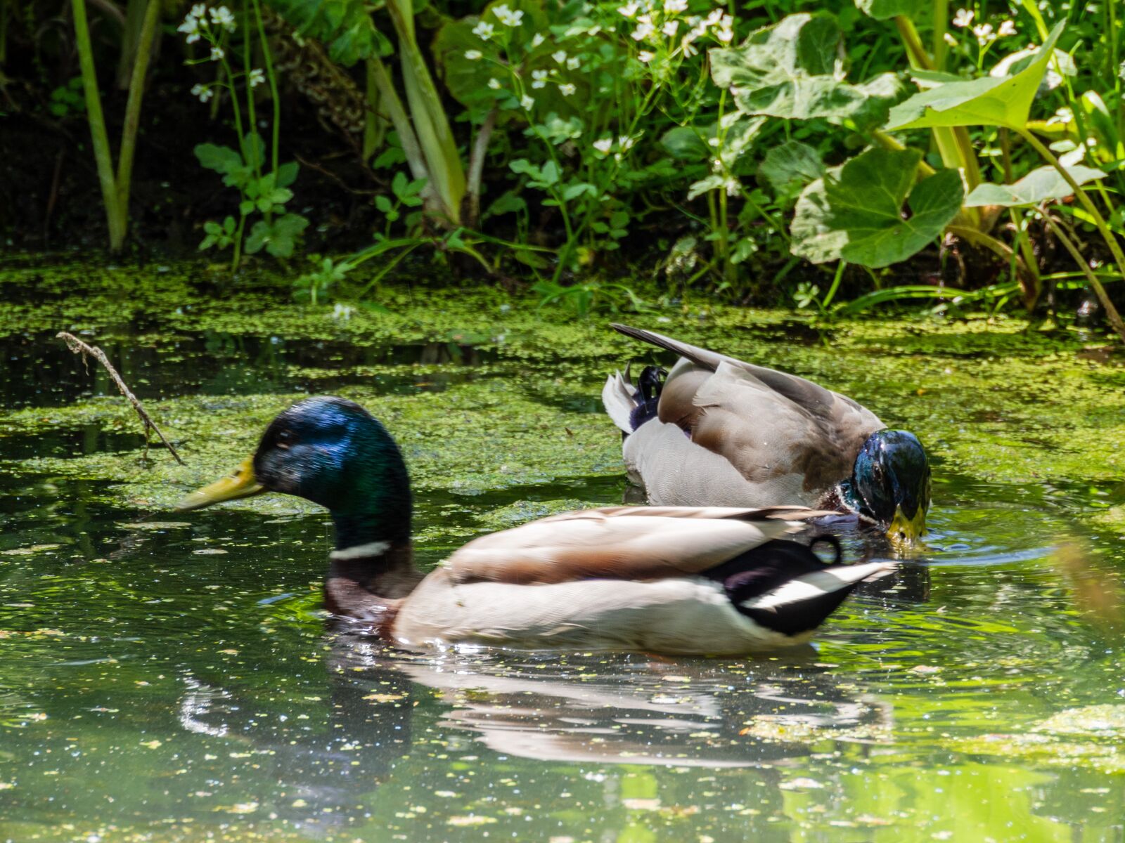 Olympus OM-D E-M10 III sample photo. Drake, bird, water photography
