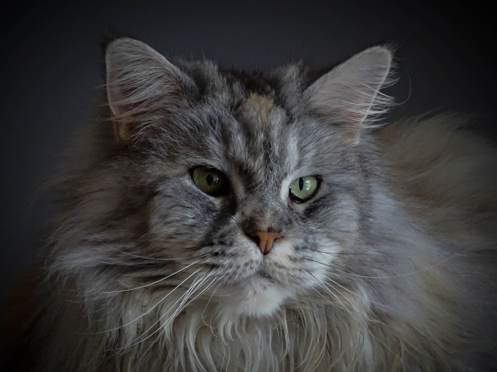 Sony Cyber-shot DSC-HX400V sample photo. Cat, maine coon, charming photography