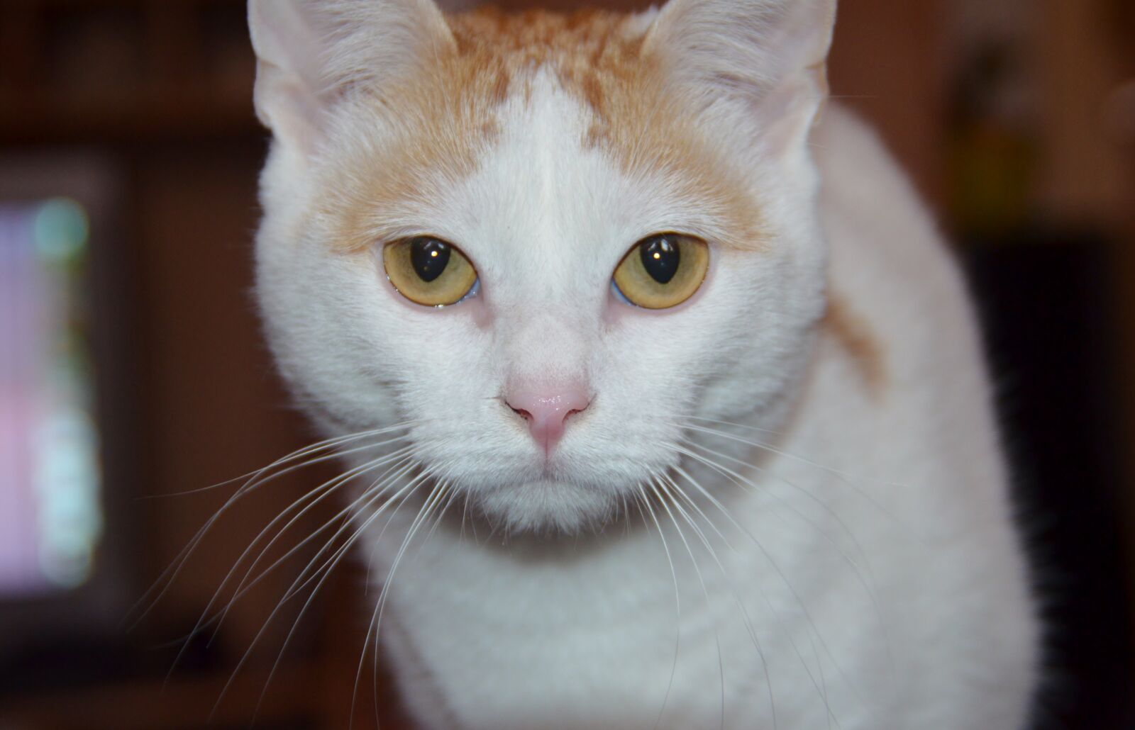 Nikon D5100 sample photo. Cat, yellow eyes, cat's photography