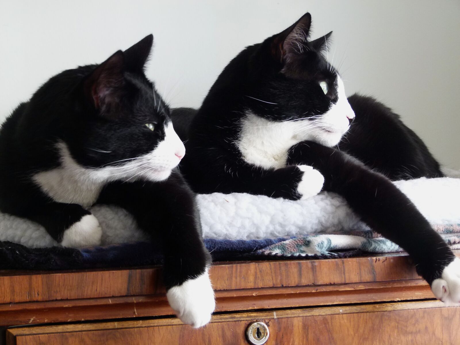 Panasonic Lumix DMC-FZ100 sample photo. Cats, tuxedo, feline photography
