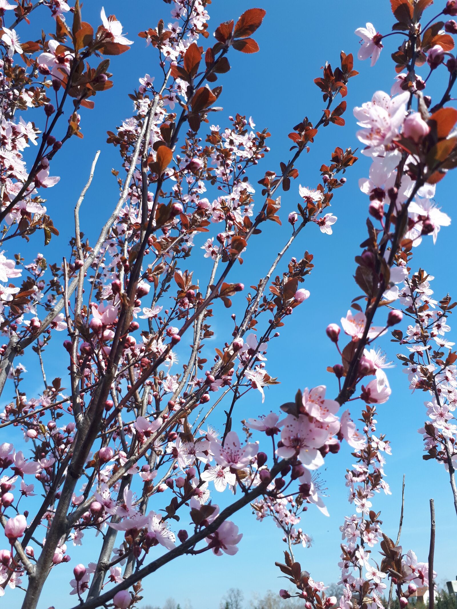 Samsung Galaxy A5(2017) sample photo. Plum, spring, flowers photography