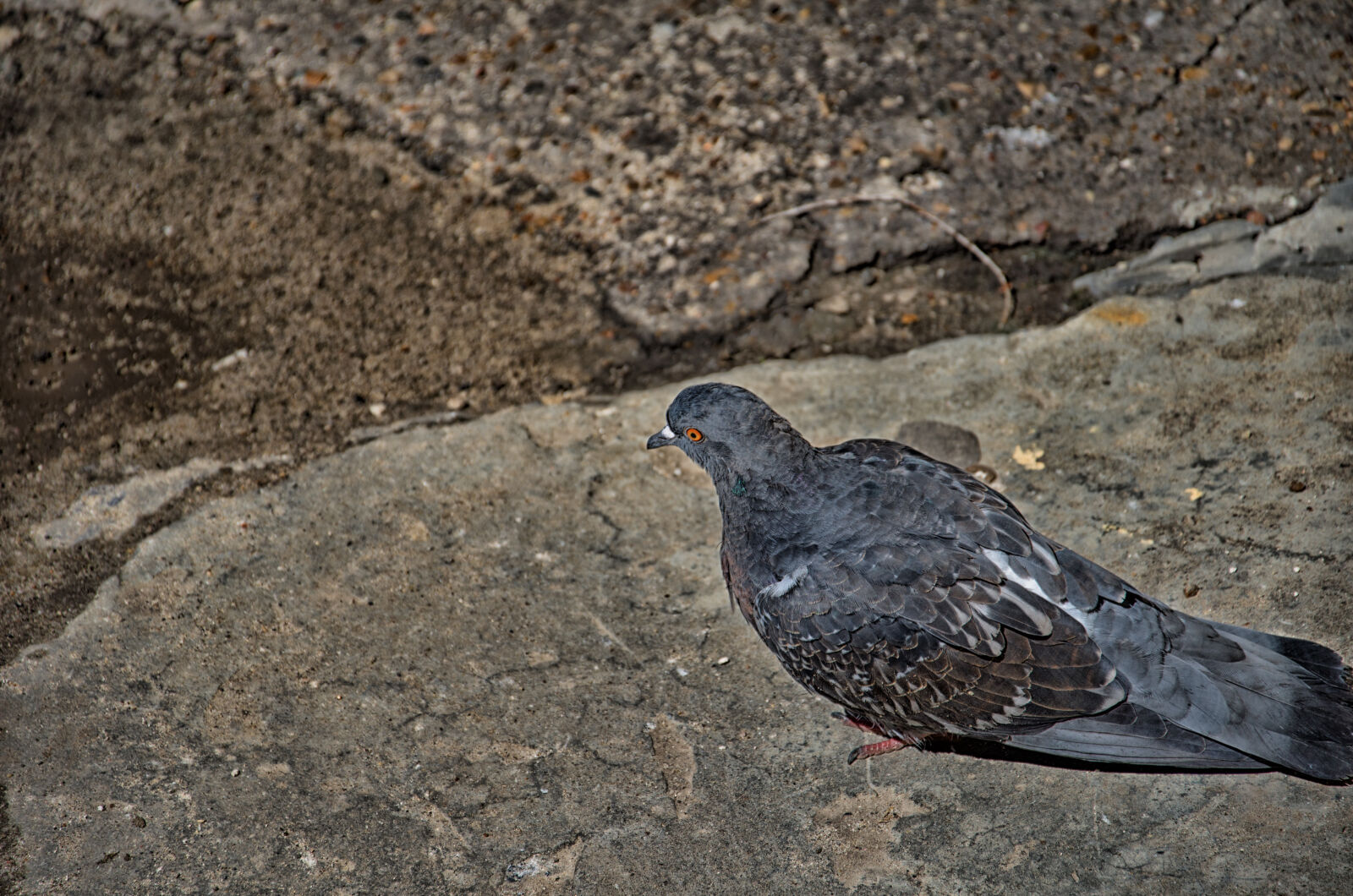 Nikon D5100 sample photo