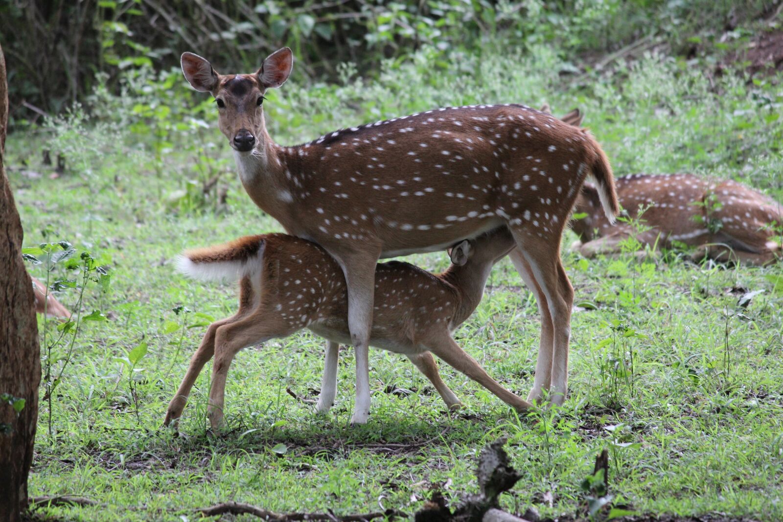 Canon EOS 60D + Canon EF-S 55-250mm F4-5.6 IS II sample photo. Deer, mammal, wildlife photography