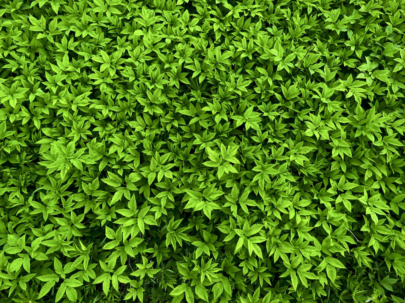 Canon PowerShot SX60 HS sample photo. Green, grass, goutweed ordinary photography