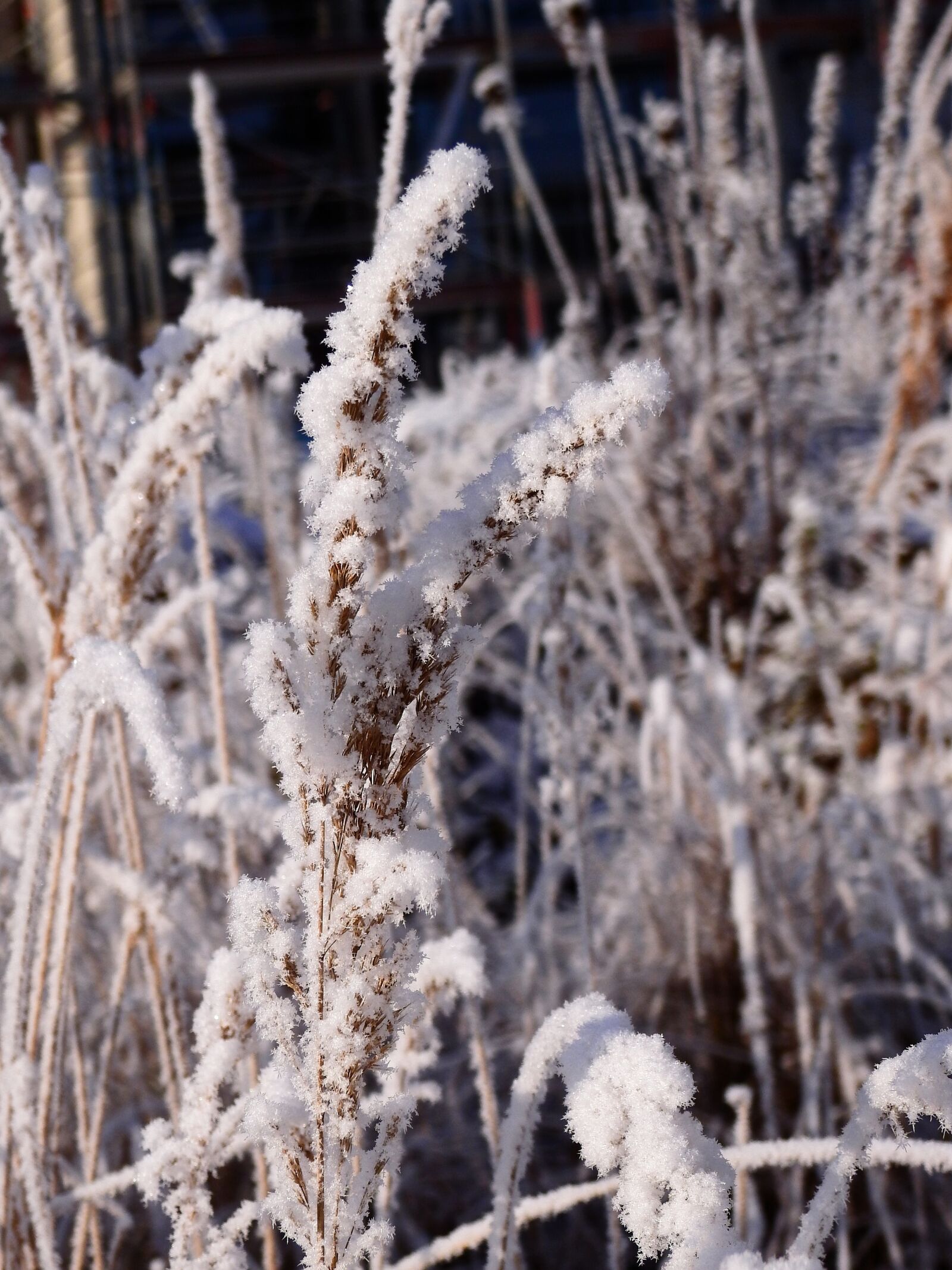 Nikon Coolpix P900 sample photo. Winter, cold, ice photography