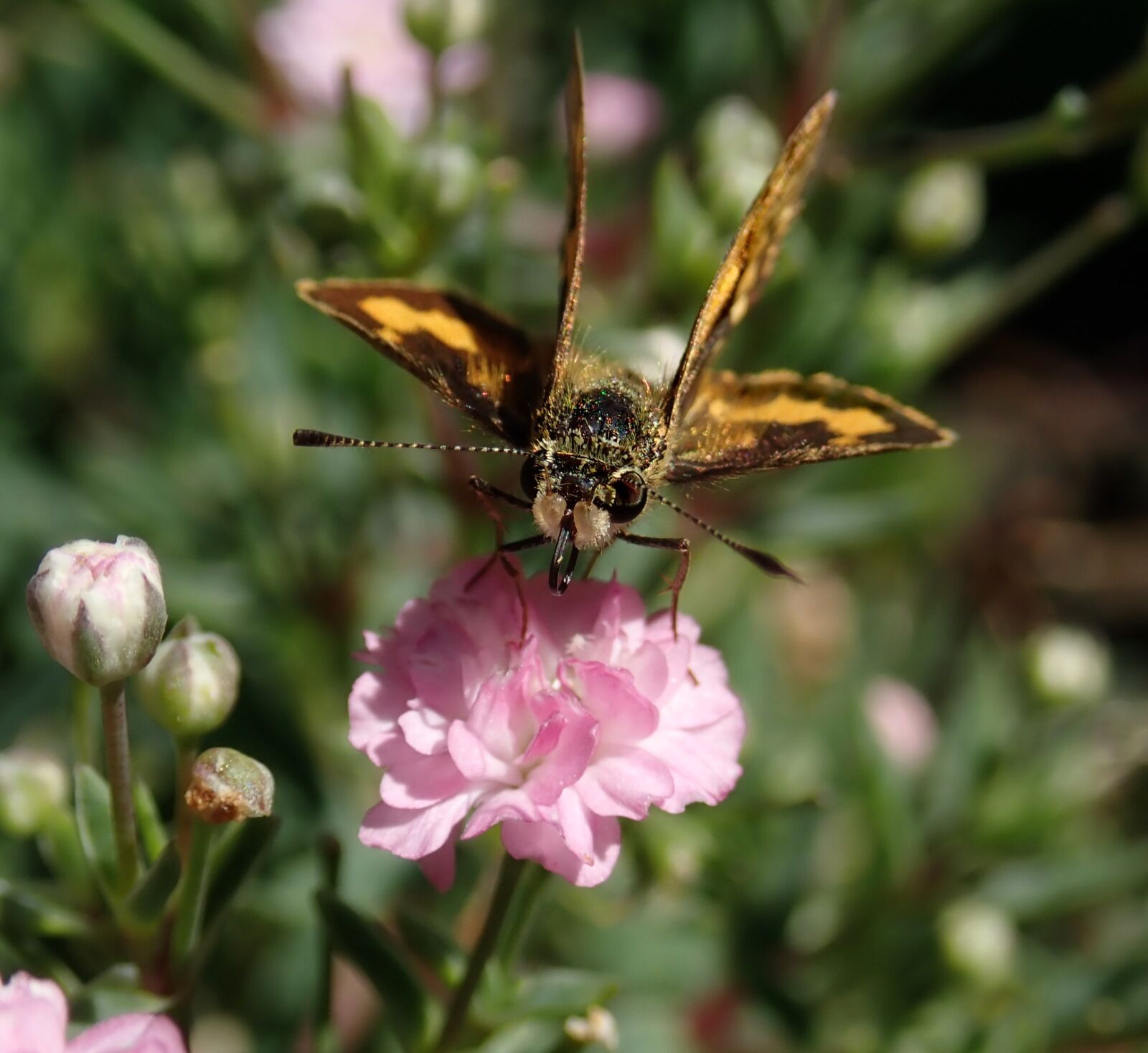 Olympus TG-5 sample photo. Butterfly, insect, flower photography