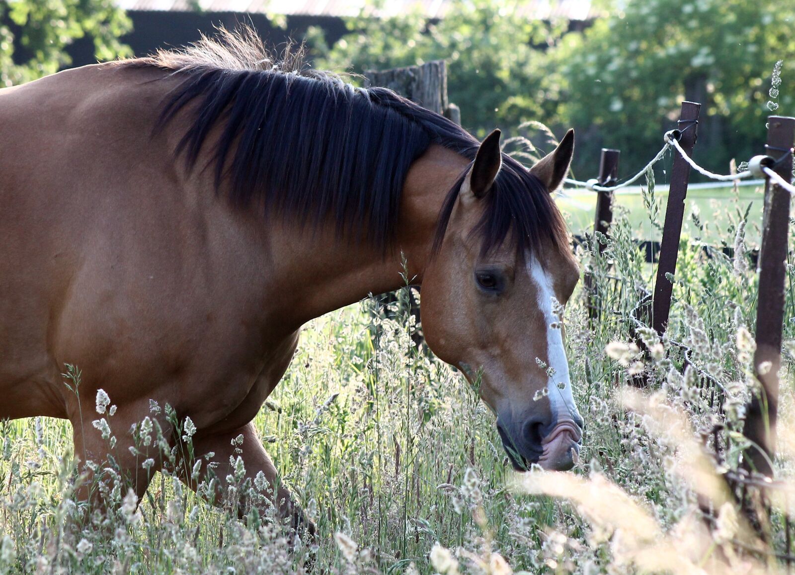 Canon EF 75-300mm f/4-5.6 sample photo. Horse, weidend, graze photography