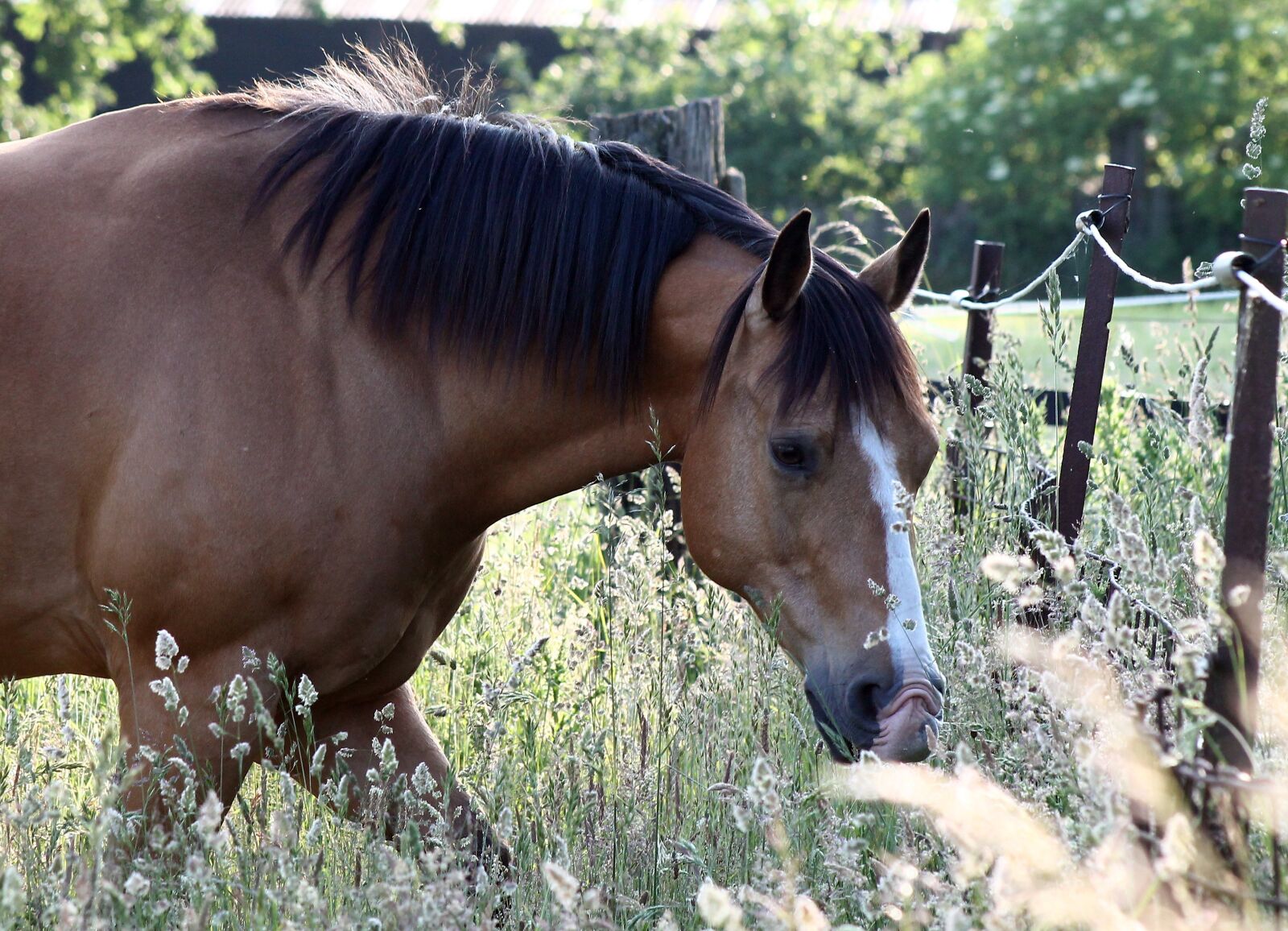 Canon EOS 1100D (EOS Rebel T3 / EOS Kiss X50) + Canon EF 75-300mm f/4-5.6 sample photo. Horse, weidend, graze photography