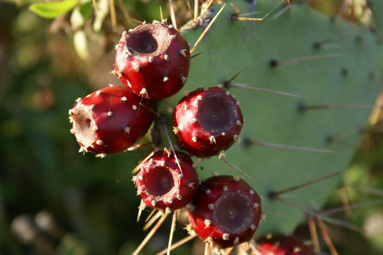 Sony Alpha DSLR-A100 sample photo. Cactus, fruits, fruit photography
