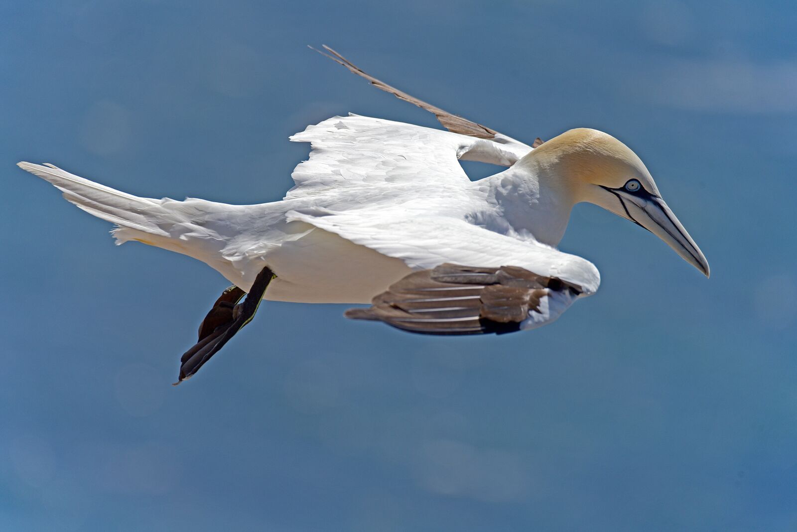 Nikon D750 sample photo. Northern gannet, sea birds photography