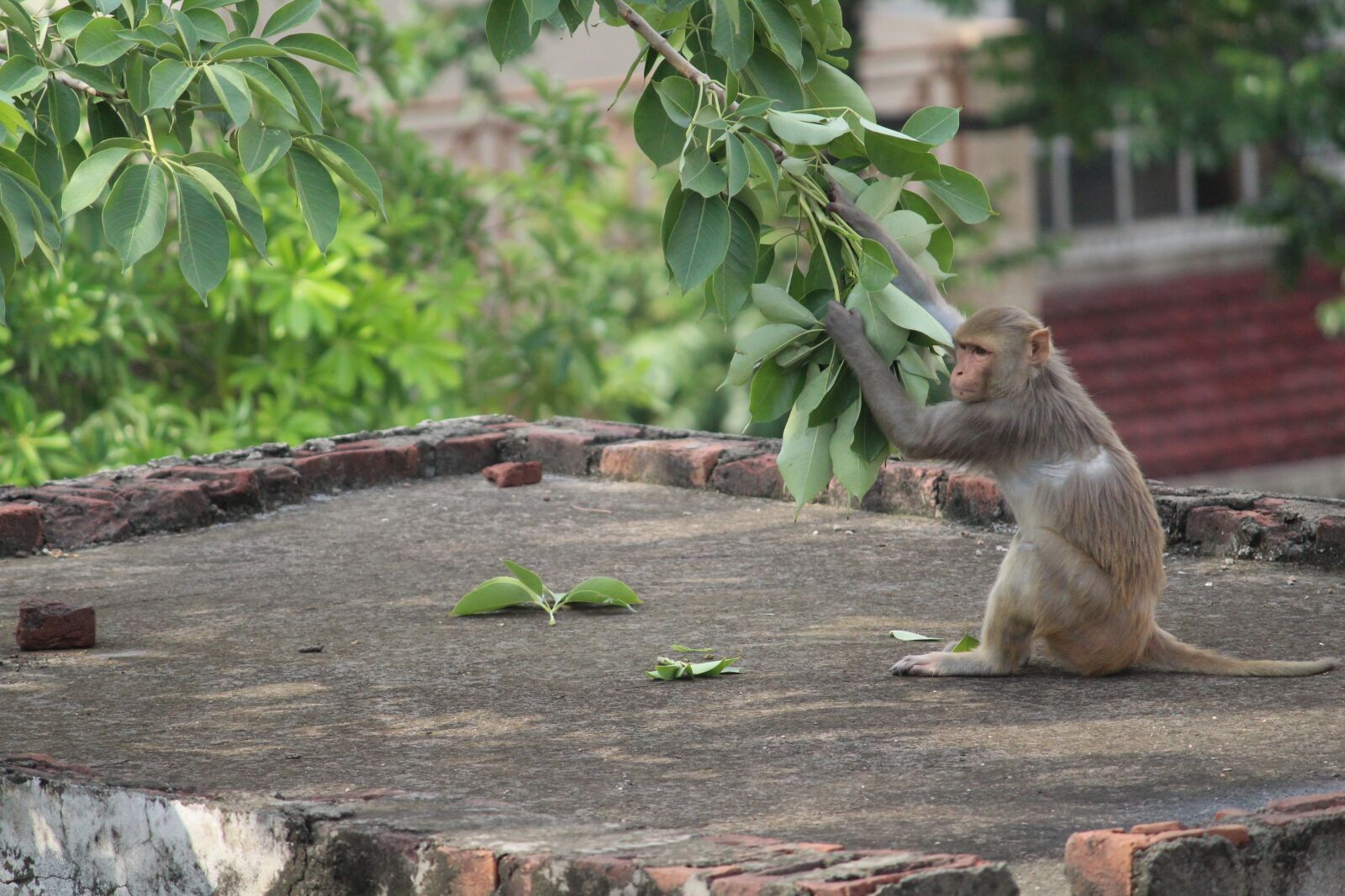 Canon EOS 1300D (EOS Rebel T6 / EOS Kiss X80) sample photo. Monkey, wildlife, wild photography