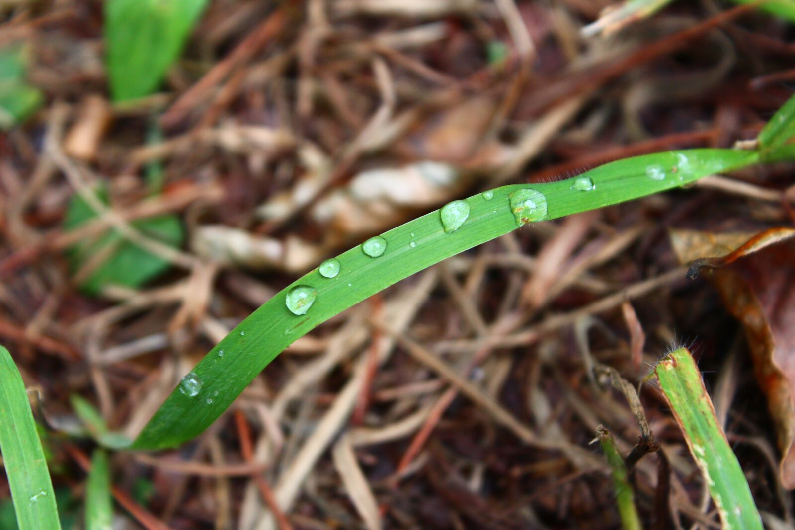 Canon EOS 650D (EOS Rebel T4i / EOS Kiss X6i) sample photo. Trickle, pool, nature photography