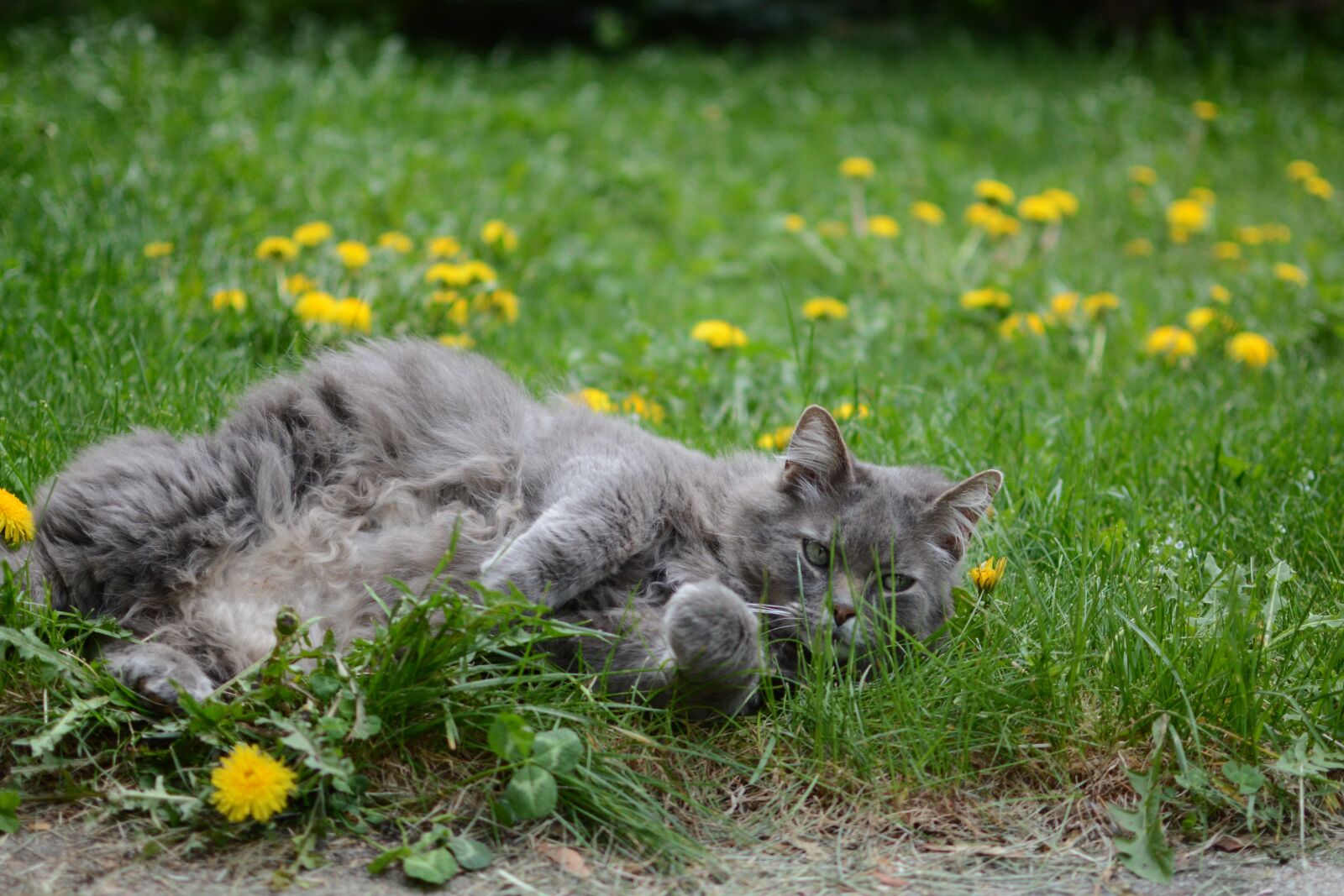 Nikon D7100 sample photo. Cat, kitty, flowers photography
