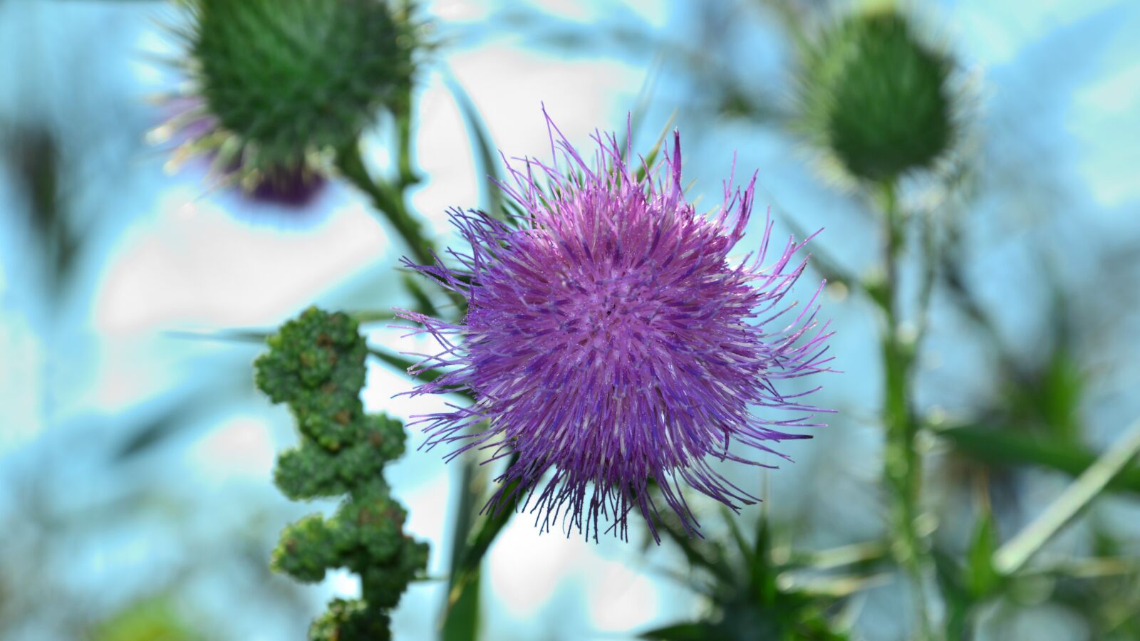 Nikon D3200 sample photo. Plant, closeup, nature photography