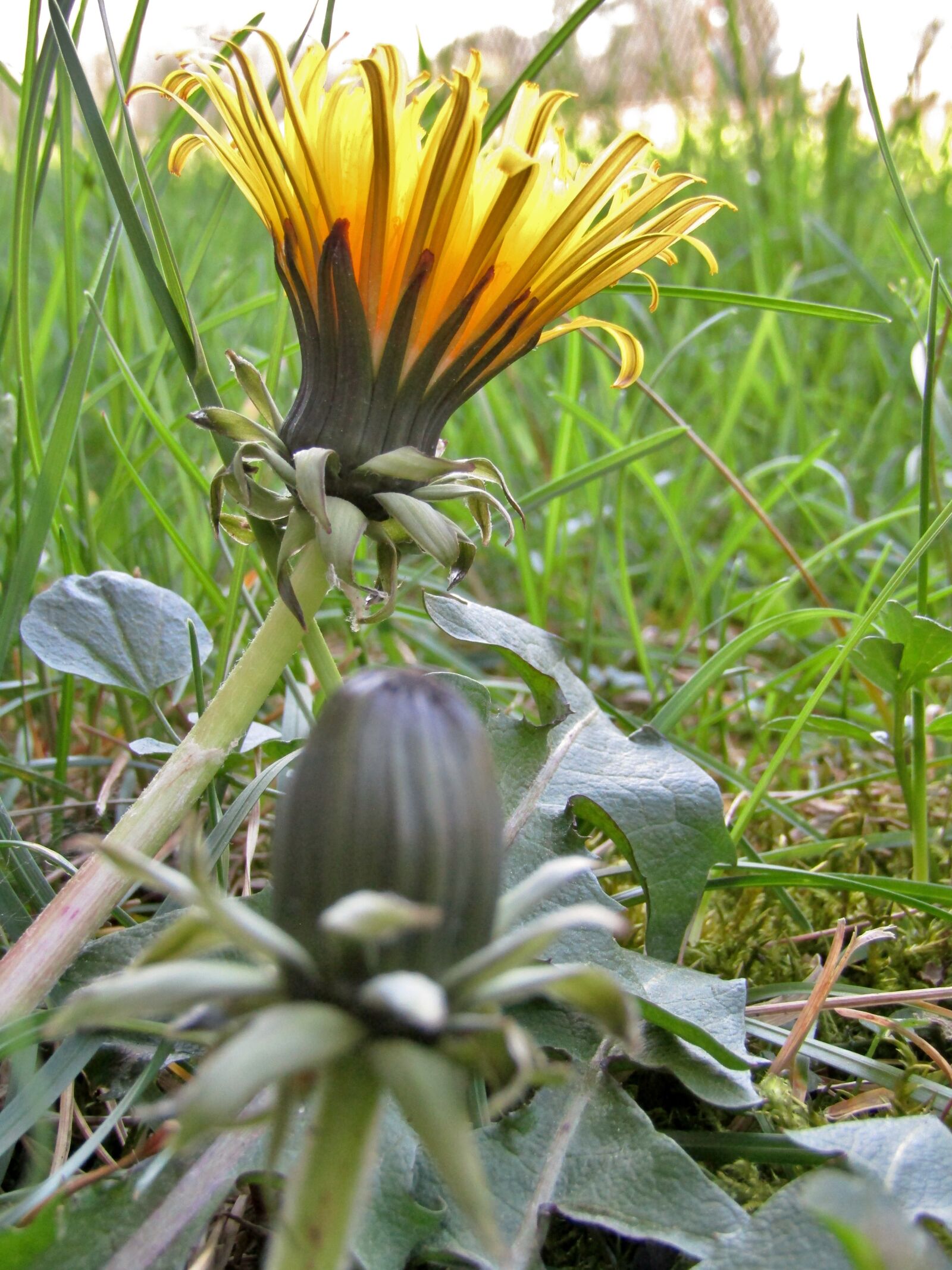 Canon POWERSHOT SX432 IS sample photo. Dandelion, bud, close up photography