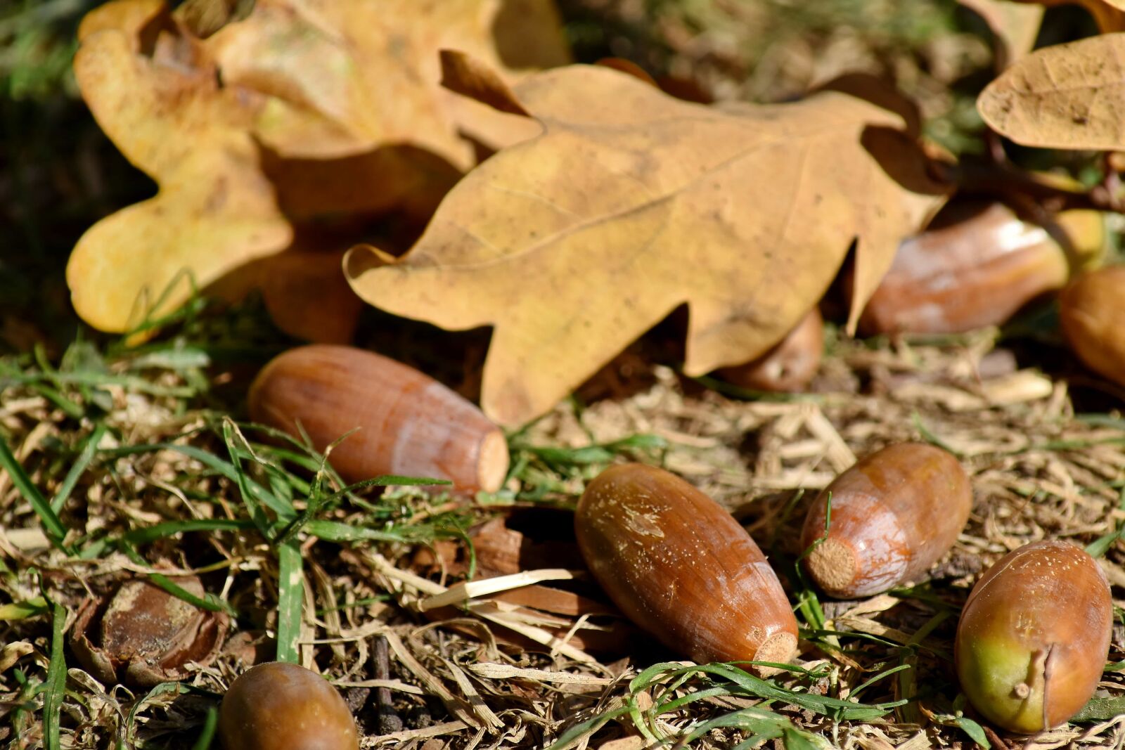 Nikon D5500 sample photo. Seed, acorn, wood, leaf photography