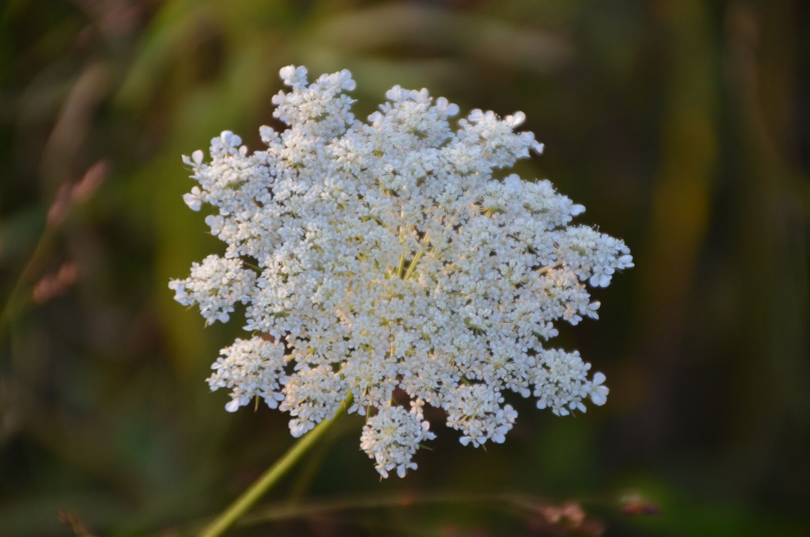 Nikon D7000 sample photo. Nature, flowers, outdoor photography