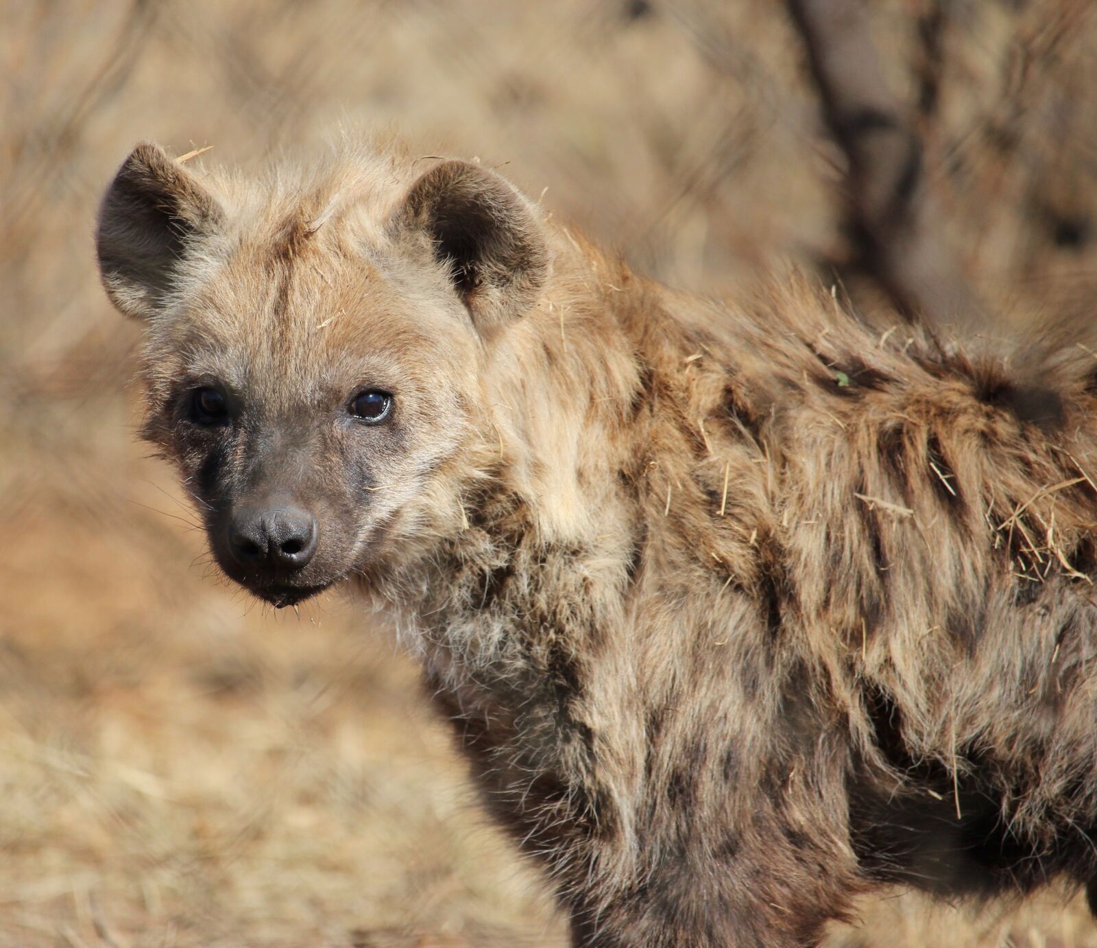 Canon EOS 600D (Rebel EOS T3i / EOS Kiss X5) + Canon EF-S 55-250mm F4-5.6 IS STM sample photo. Spotted hyena, predator, wildlife photography