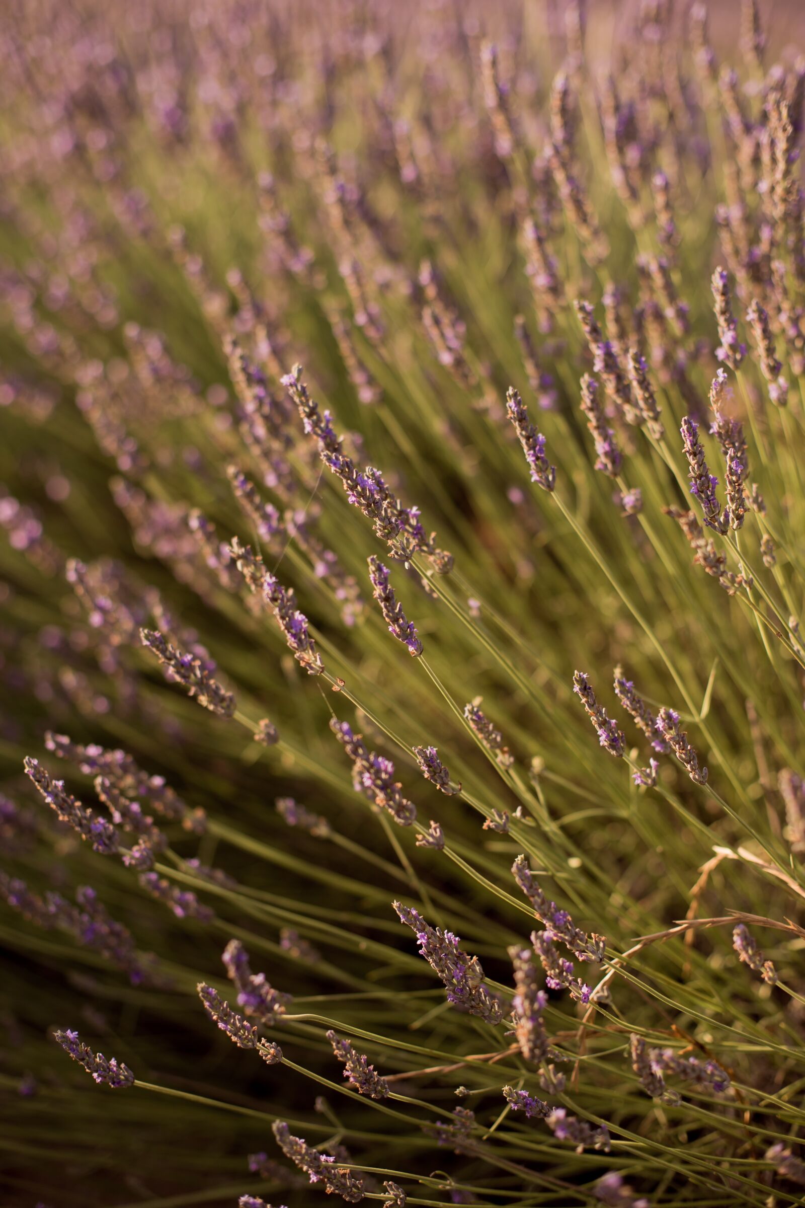 Canon EOS 6D + Canon EF 50mm F1.4 USM sample photo. Lavender, sunset, sun photography