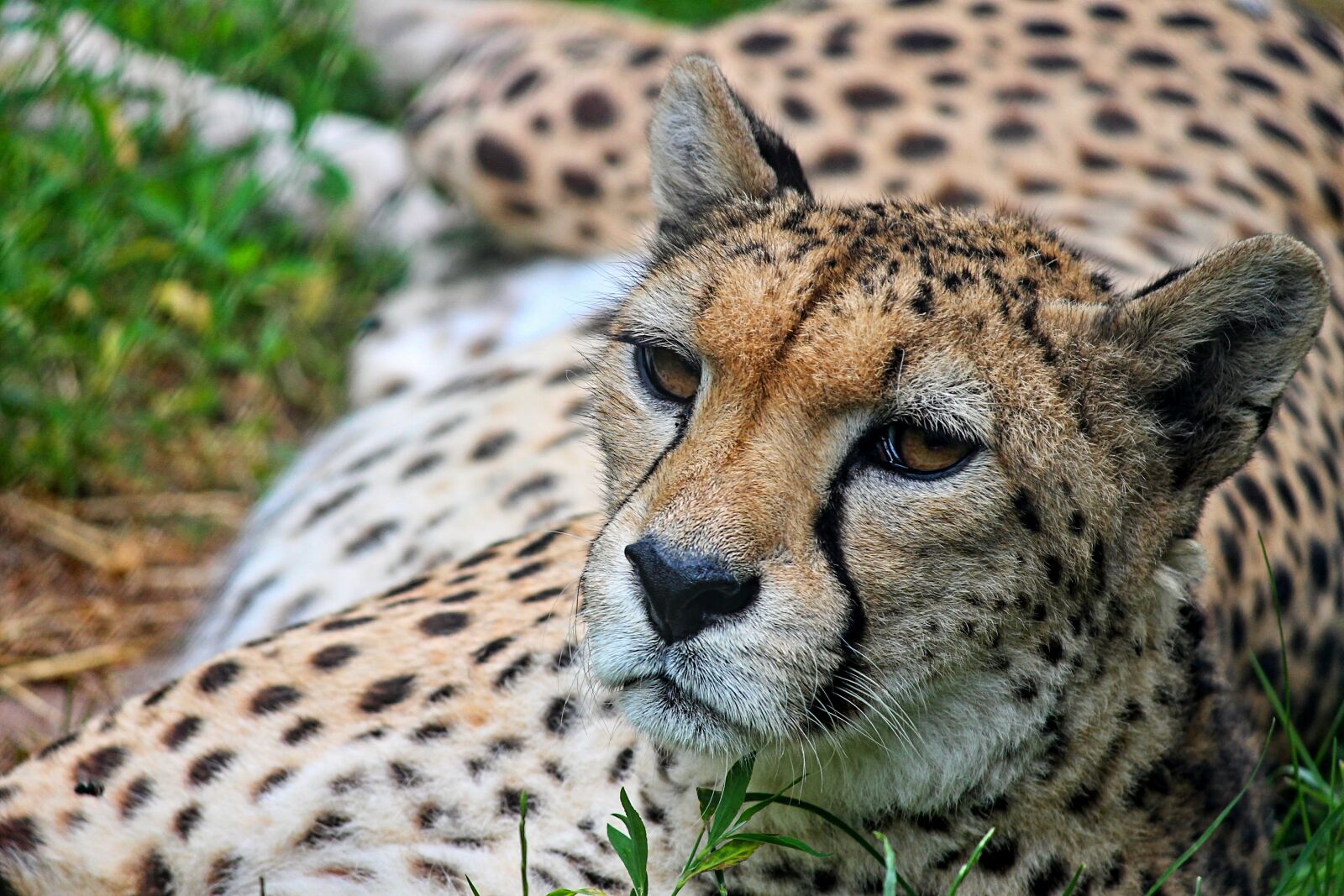 Canon EOS 1100D (EOS Rebel T3 / EOS Kiss X50) sample photo. Cheetah, close up, predator photography