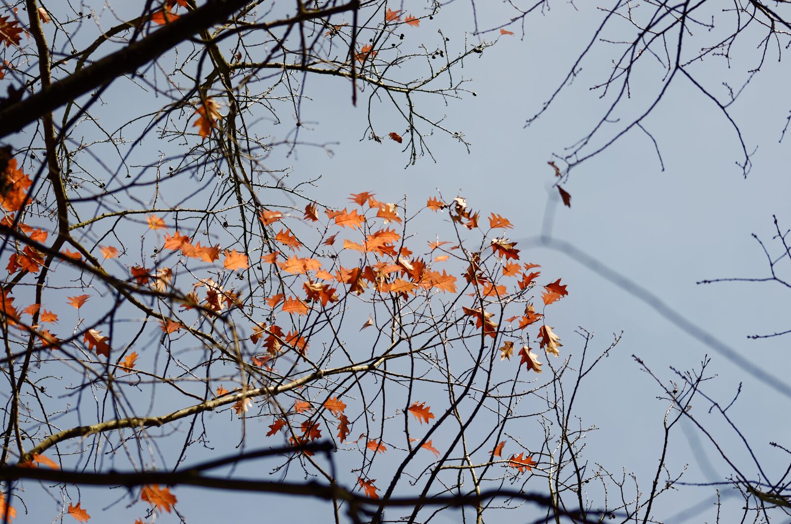 Nikon D5100 sample photo. Leaves, colored, dry photography